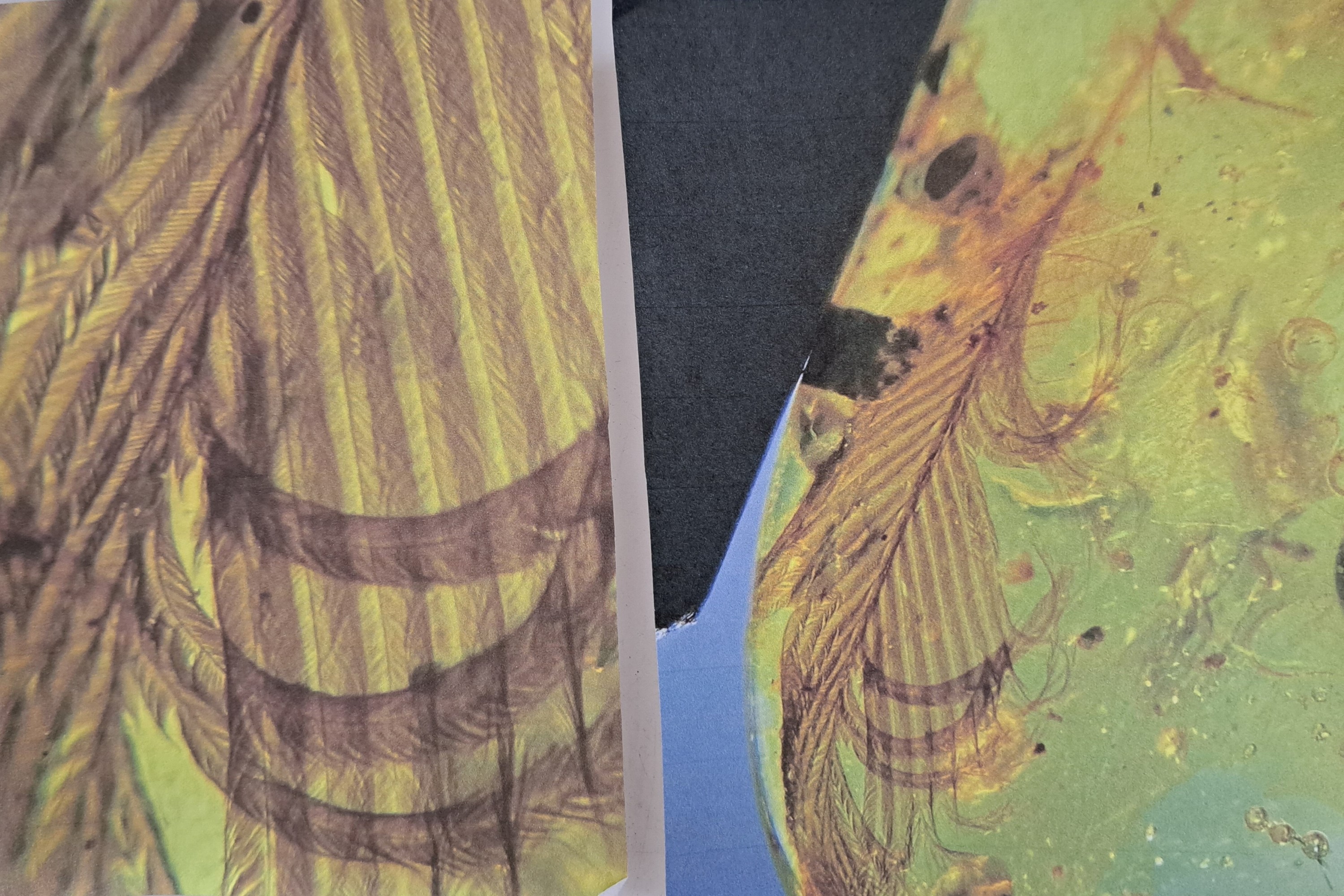 Detail a: Klarer honigfarbner Bernstein-Cabochon mit Dino-Vogel-Federn (Oviraptor), Burma 100 Mio. J. alt, 2.1x2cm, besondere Rarität, sehr schöne ...