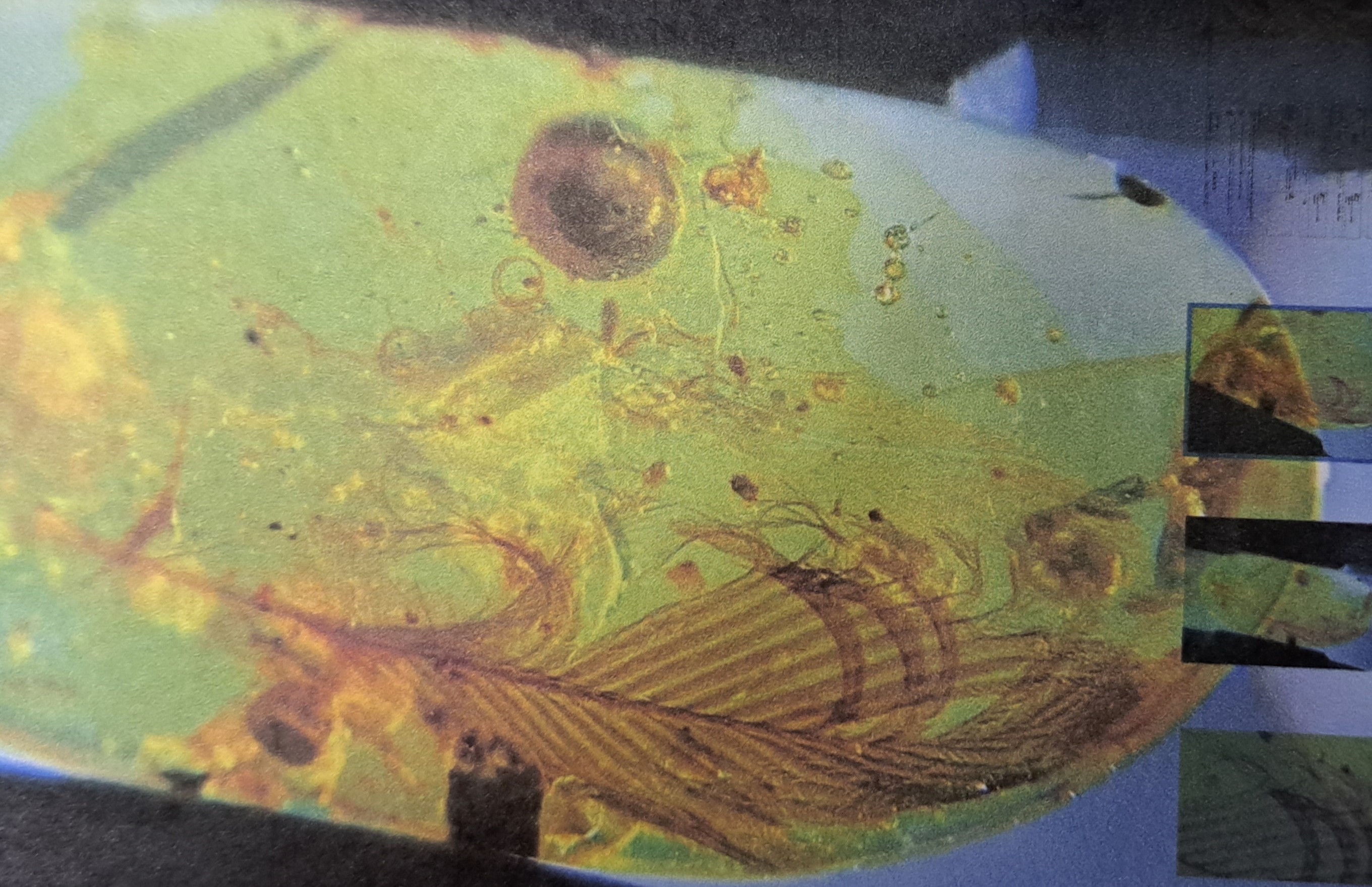 Detail c: Klarer honigfarbner Bernstein-Cabochon mit Dino-Vogel-Federn (Oviraptor), Burma 100 Mio. J. alt, 2.1x2cm, besondere Rarität, sehr schöne ...
