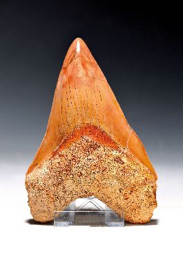 Image Zahn eines gigantischen Megalodon-Haies, Java Indonesien, ca. 16 x 10 cm, 16-20 Mio. ...