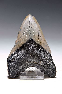 Image Zahn eines gigantischen Megalodon-Hai, North Carolina, 2-24 Mio. J.alt, ca. 12x8 cm