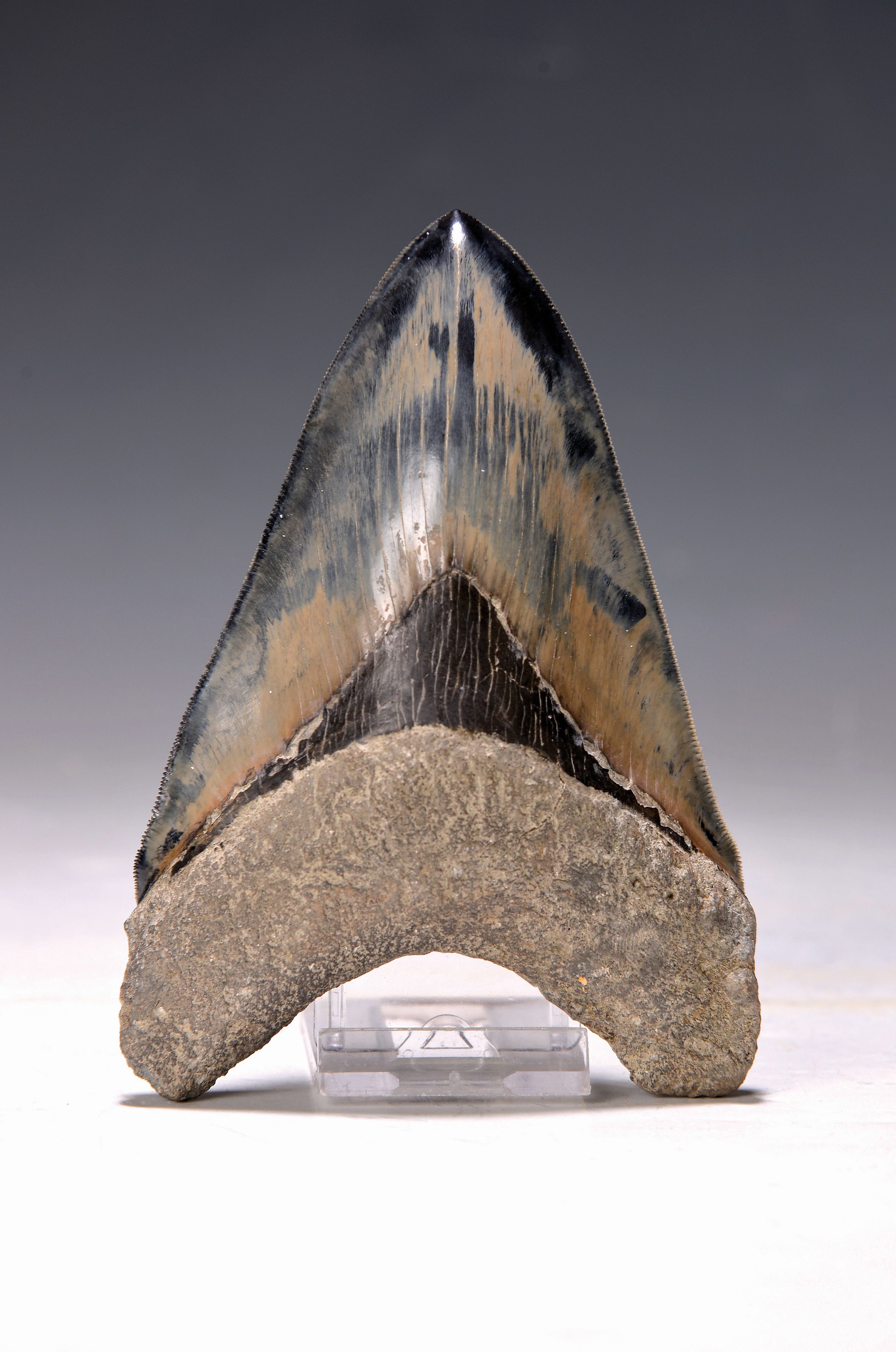 Grosser und schwerer Zahn eines gigantischen Megalodon-Hai, Küste Süd-Carolina/Florida, 2-24 Mio. J. alt, Carcharocles megalodon, optisch sehr ...