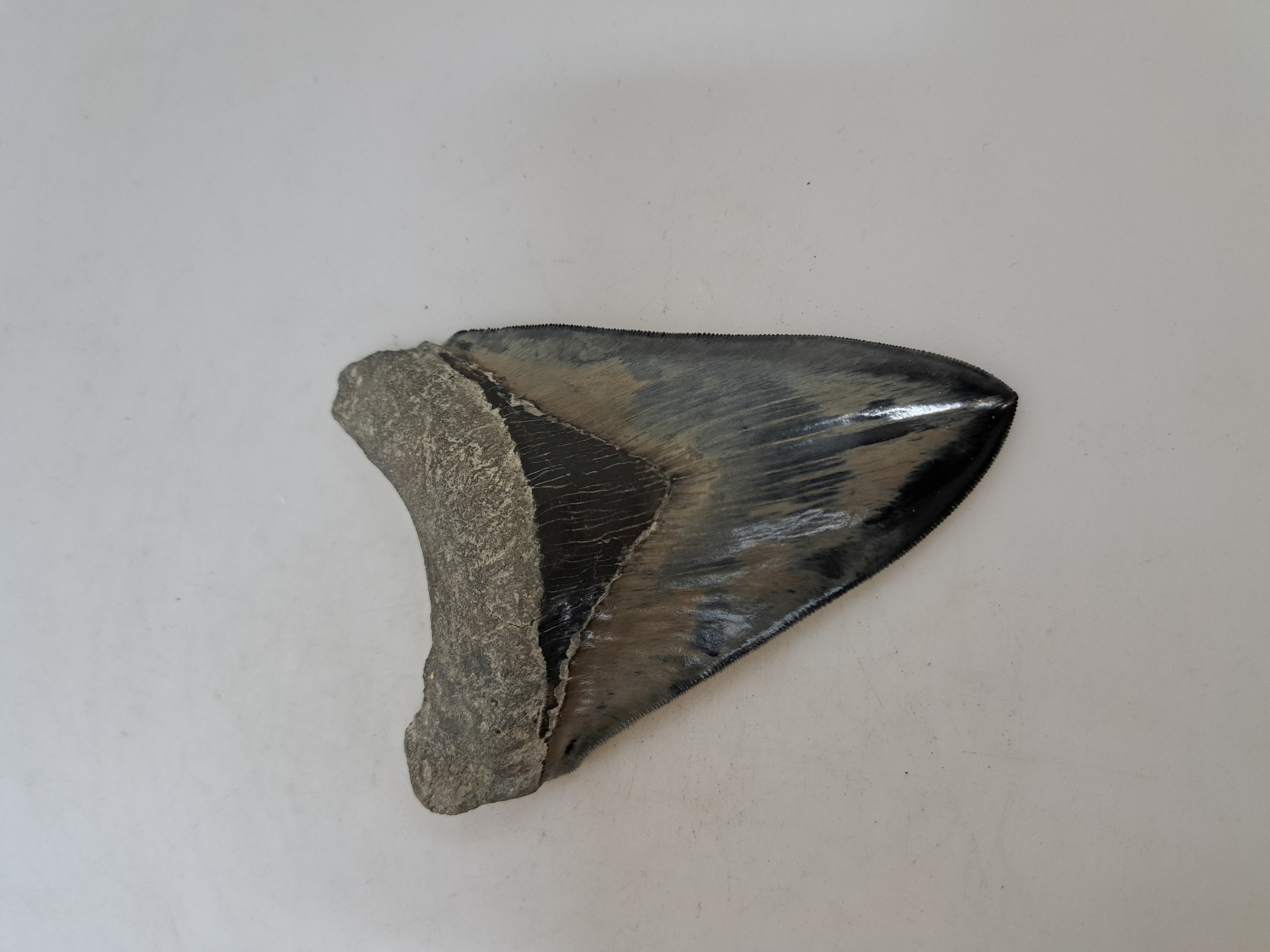 Detail a: Grosser und schwerer Zahn eines gigantischen Megalodon-Hai, Küste Süd-Carolina/Florida, 2-24 Mio. J. alt, Carcharocles megalodon, optisch sehr ...