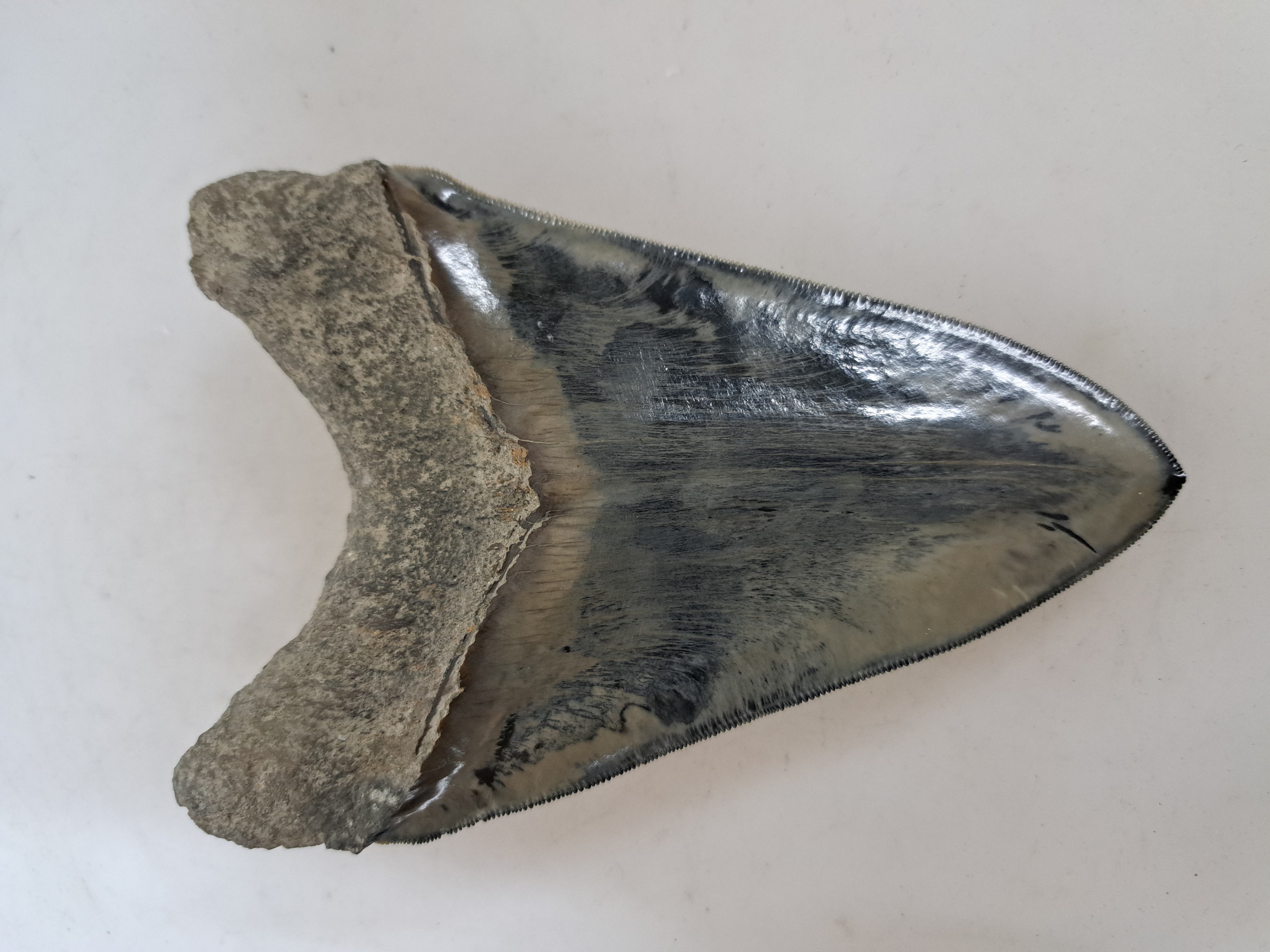 Detail b: Grosser und schwerer Zahn eines gigantischen Megalodon-Hai, Küste Süd-Carolina/Florida, 2-24 Mio. J. alt, Carcharocles megalodon, optisch sehr ...