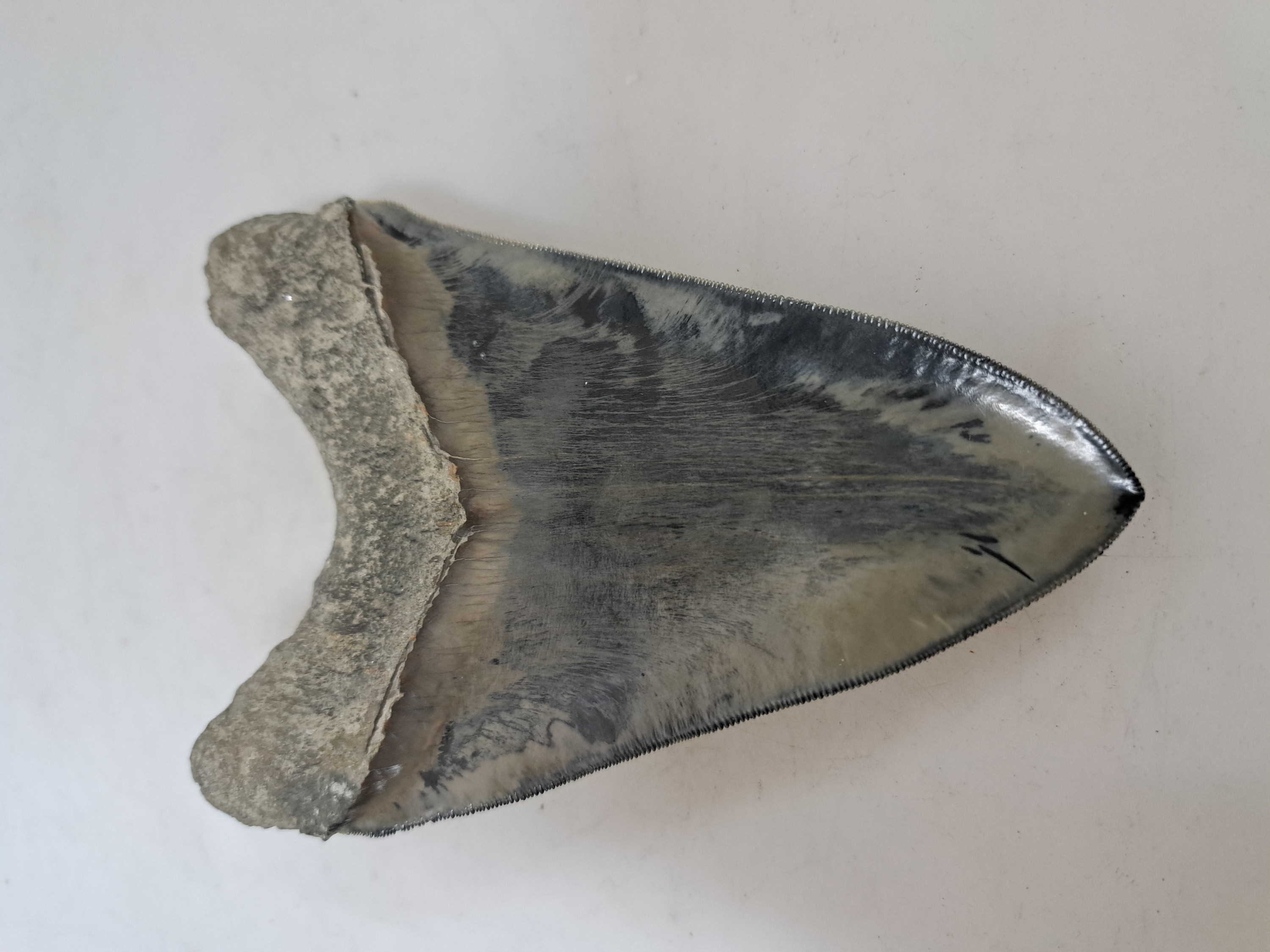 Detail c: Grosser und schwerer Zahn eines gigantischen Megalodon-Hai, Küste Süd-Carolina/Florida, 2-24 Mio. J. alt, Carcharocles megalodon, optisch sehr ...