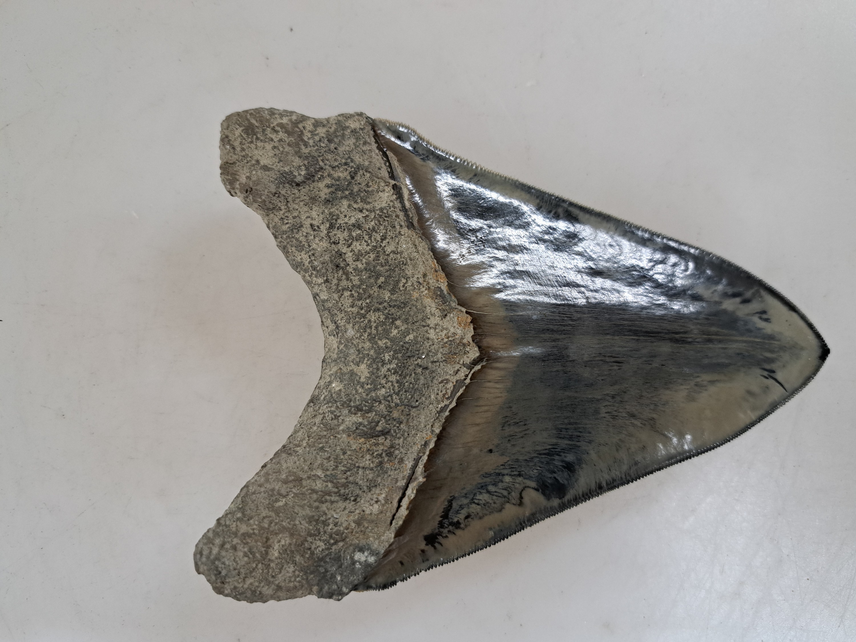Detail d: Grosser und schwerer Zahn eines gigantischen Megalodon-Hai, Küste Süd-Carolina/Florida, 2-24 Mio. J. alt, Carcharocles megalodon, optisch sehr ...