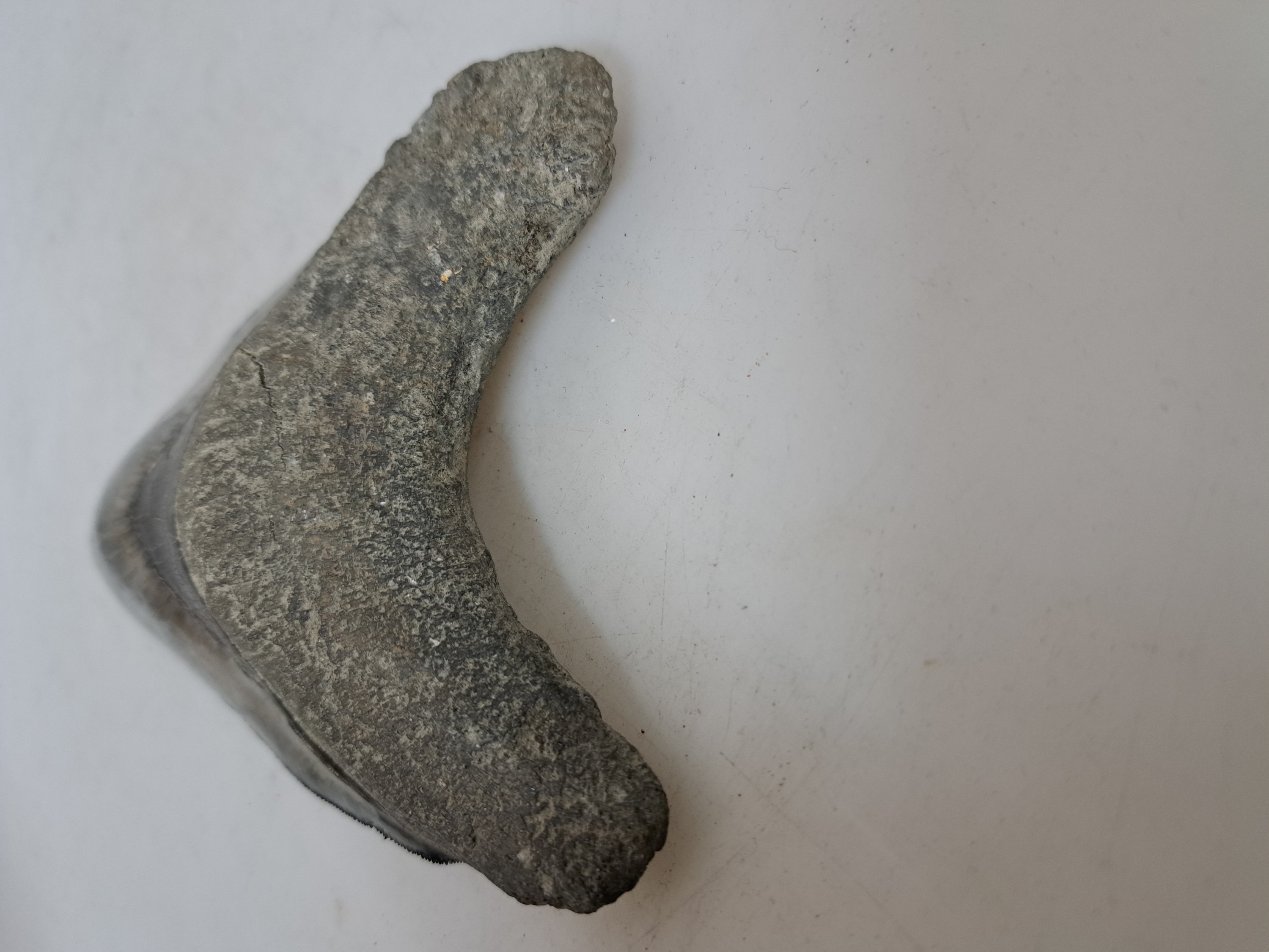 Detail e: Grosser und schwerer Zahn eines gigantischen Megalodon-Hai, Küste Süd-Carolina/Florida, 2-24 Mio. J. alt, Carcharocles megalodon, optisch sehr ...