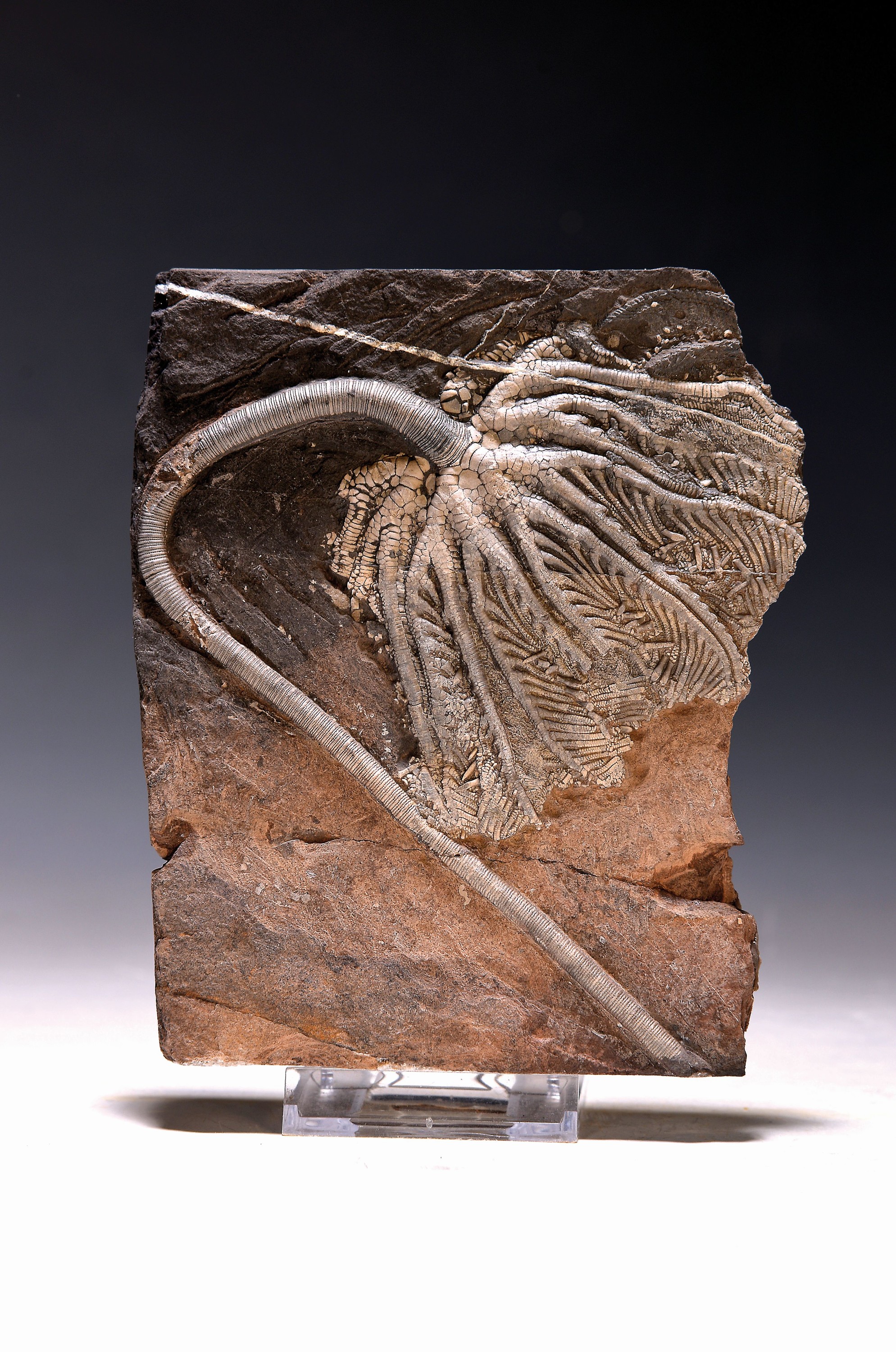 Seelilie Crinoida "Traumato Crinus hsui" 17 x 14 x 1, 5 cm 675 g, Triassic, ca. 200 Mio. Jahre alt, langer Stiel mit perfektem filigranem ...
