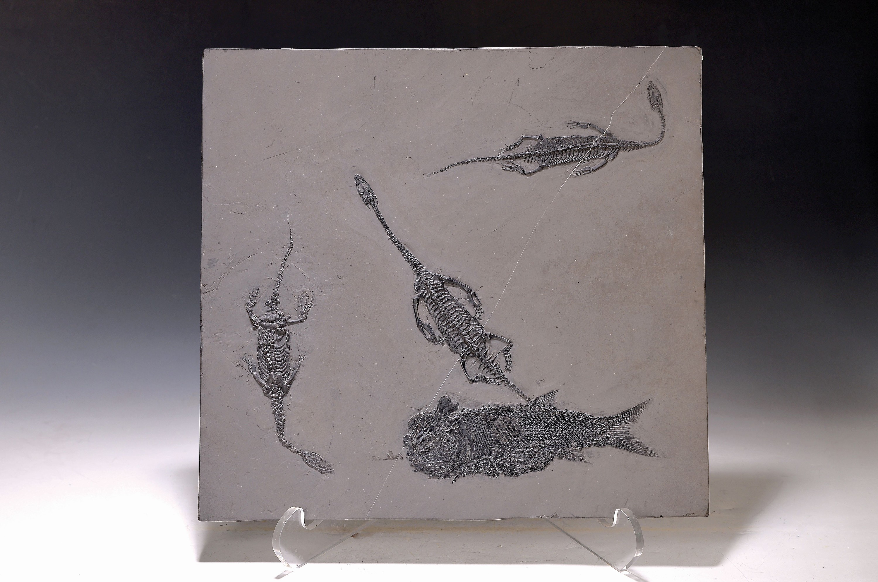 Steinplatte mit 3 Exempl. Keichousaurus-Hui, (Nothosaurus) mit "Asialepidotus" Guizhou- Province China, 240 Mio. J. alt, zwei perfekt ...
