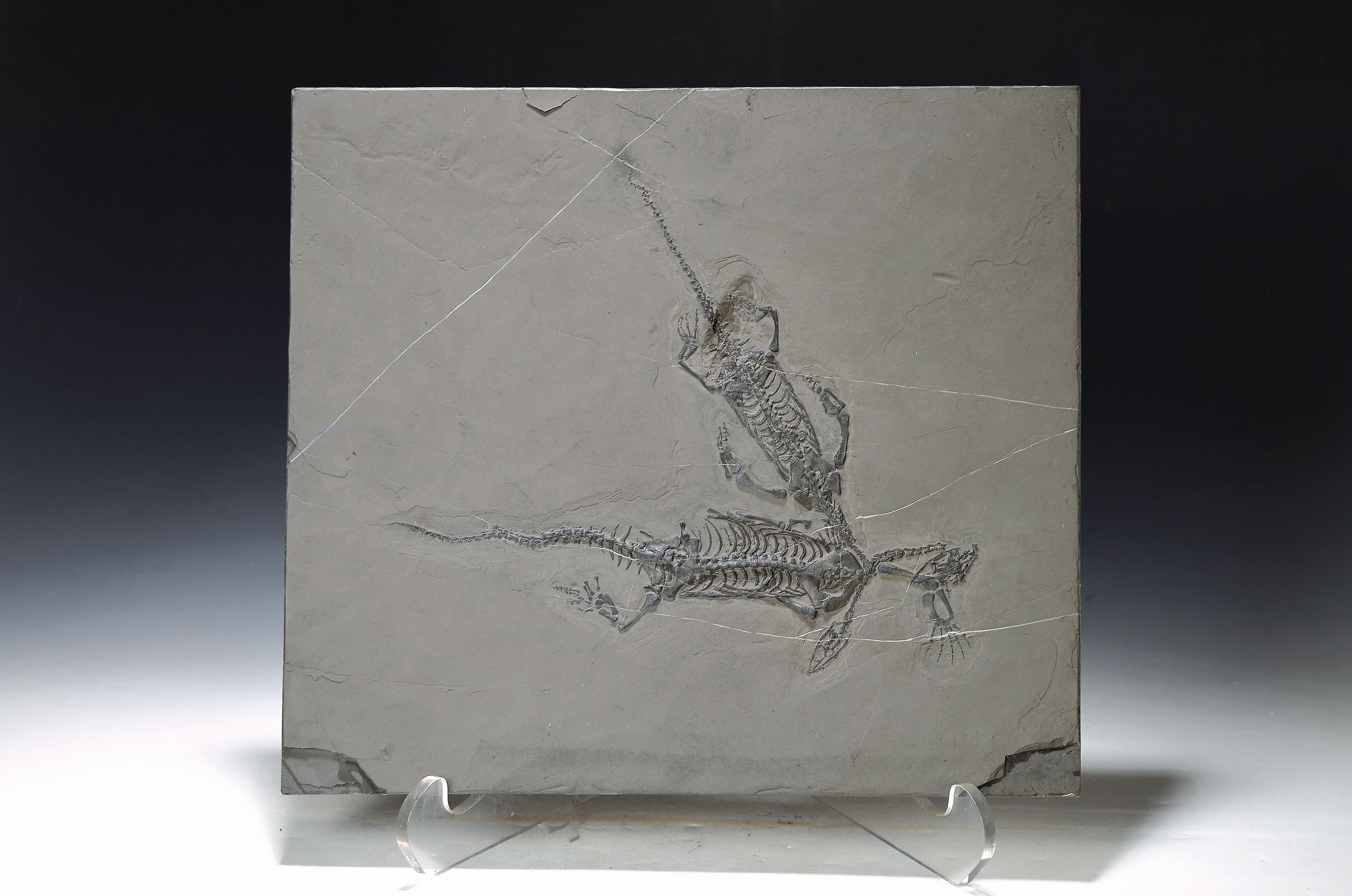 Schwimmsaurier-Pärchen "Keichousaurus-Hui (Nothosaurus auf einer Platte, Guizhou- Provinz, China, 220 Mio. J. alt, perfekt erhaltenes Weibchen ...