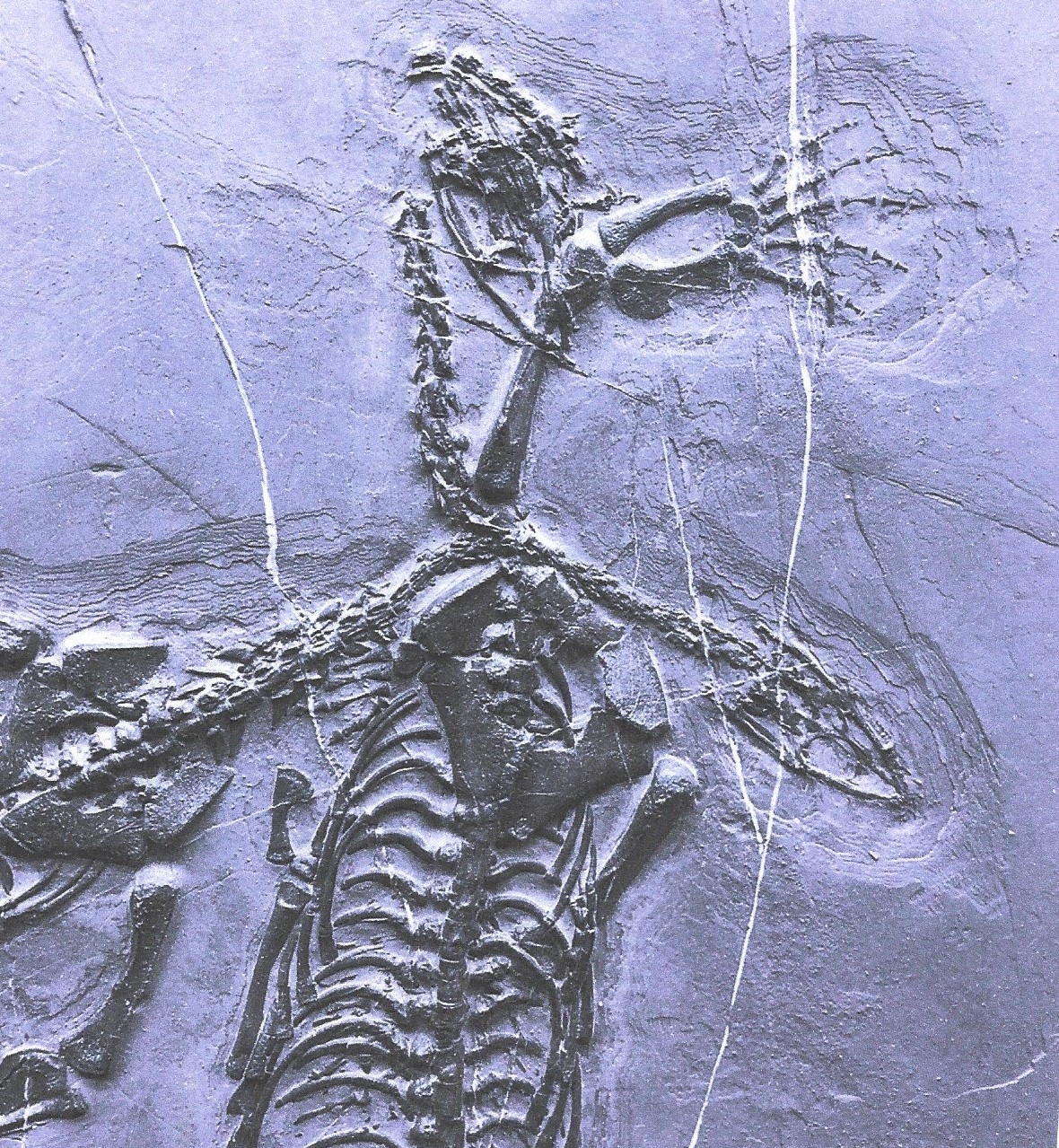 Detail a: Schwimmsaurier-Pärchen "Keichousaurus-Hui (Nothosaurus auf einer Platte, Guizhou- Provinz, China, 220 Mio. J. alt, perfekt erhaltenes Weibchen ...