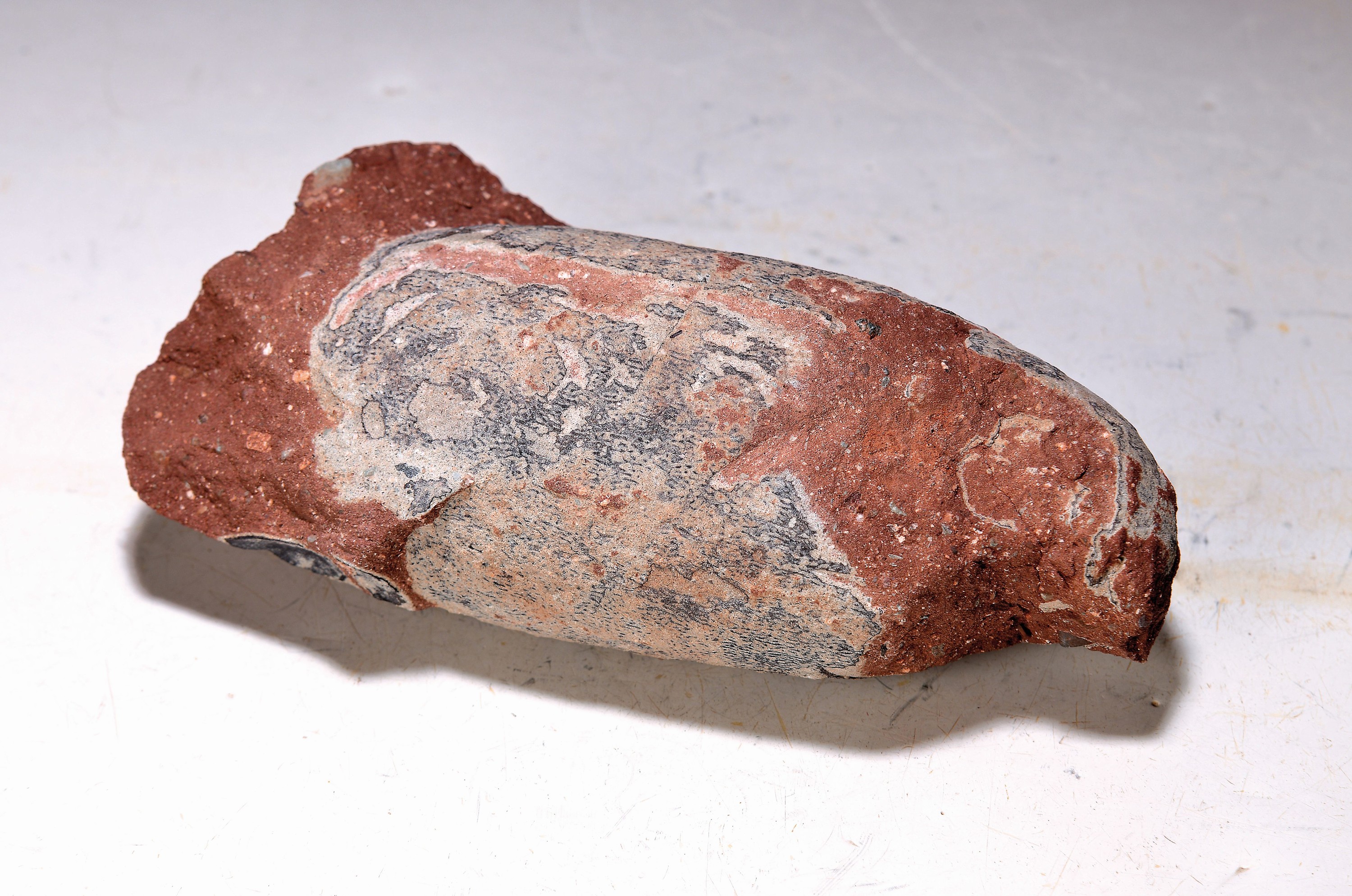 Ein längliches Dino-Ei von Oviraptor ("Philoceraptops"), China Henan Trias - Kreidezeit, ovale Eier sind seltener als Hadrosaurus, museal, ...