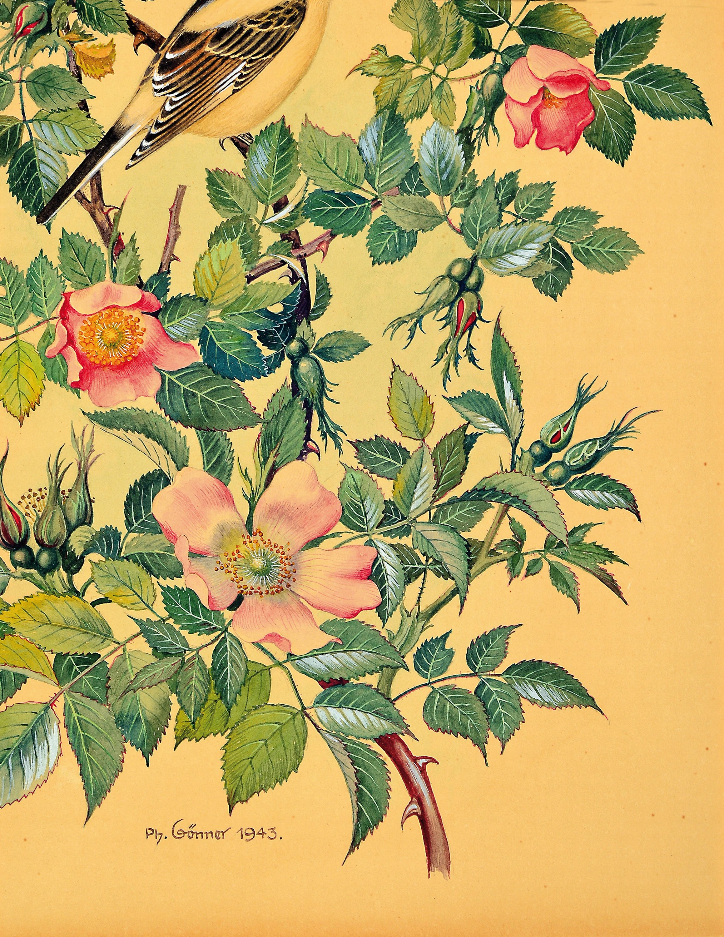 Philipp Gönner, 1879-1954, zwei Aquarelle: Wenn die Heckenrosen blühen und Notzeit, feine detaillierte Aquarelle mit Darst. von Gartenvögel in ...