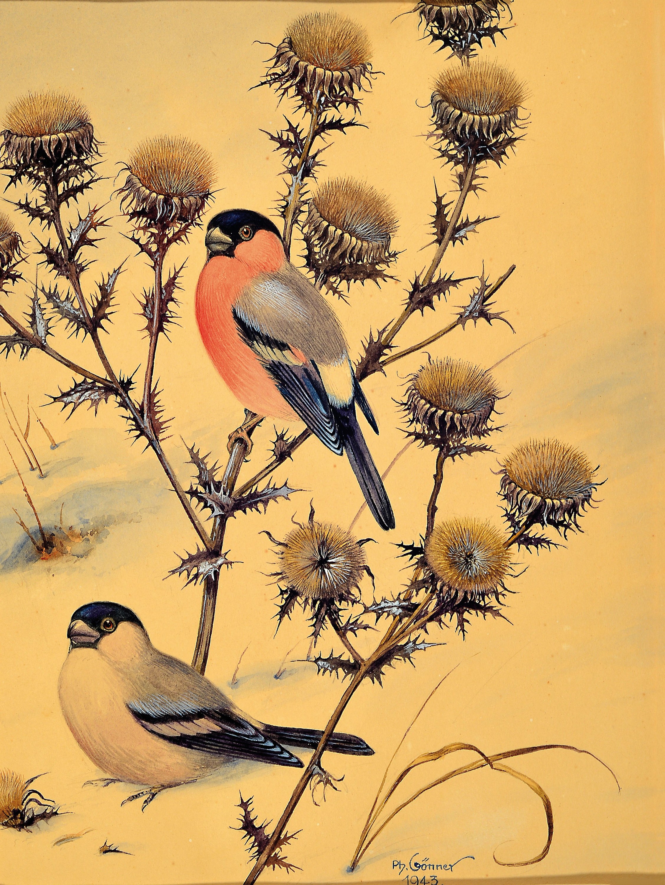 Detail a: Philipp Gönner, 1879-1954, zwei Aquarelle: Wenn die Heckenrosen blühen und Notzeit, feine detaillierte Aquarelle mit Darst. von Gartenvögel in ...