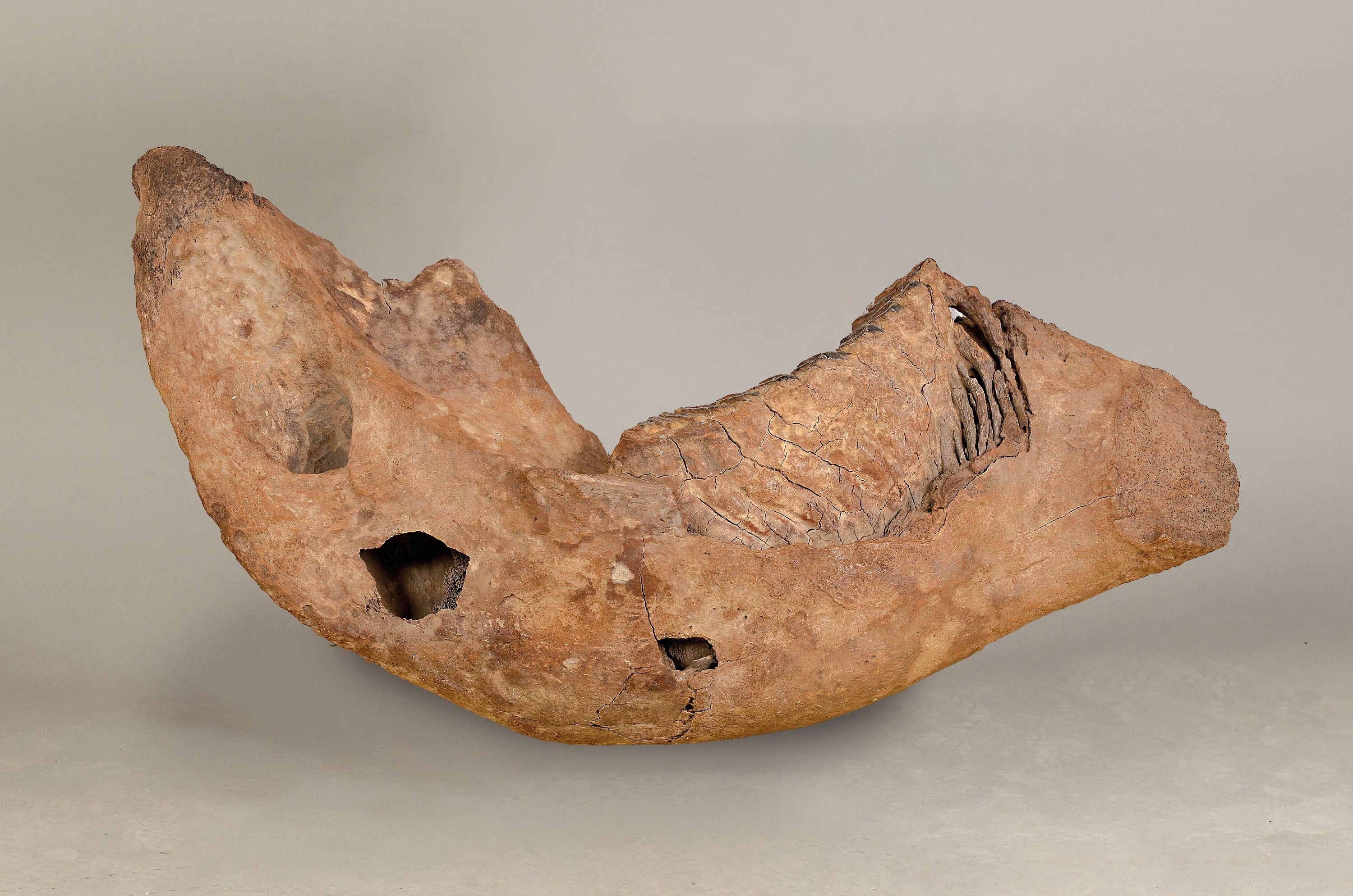 Kieferfragment mit Zahn eines Mammut, aus den rheinischen Sanden, ca. 120000 Jahre alt, ca. 73x33x20cm