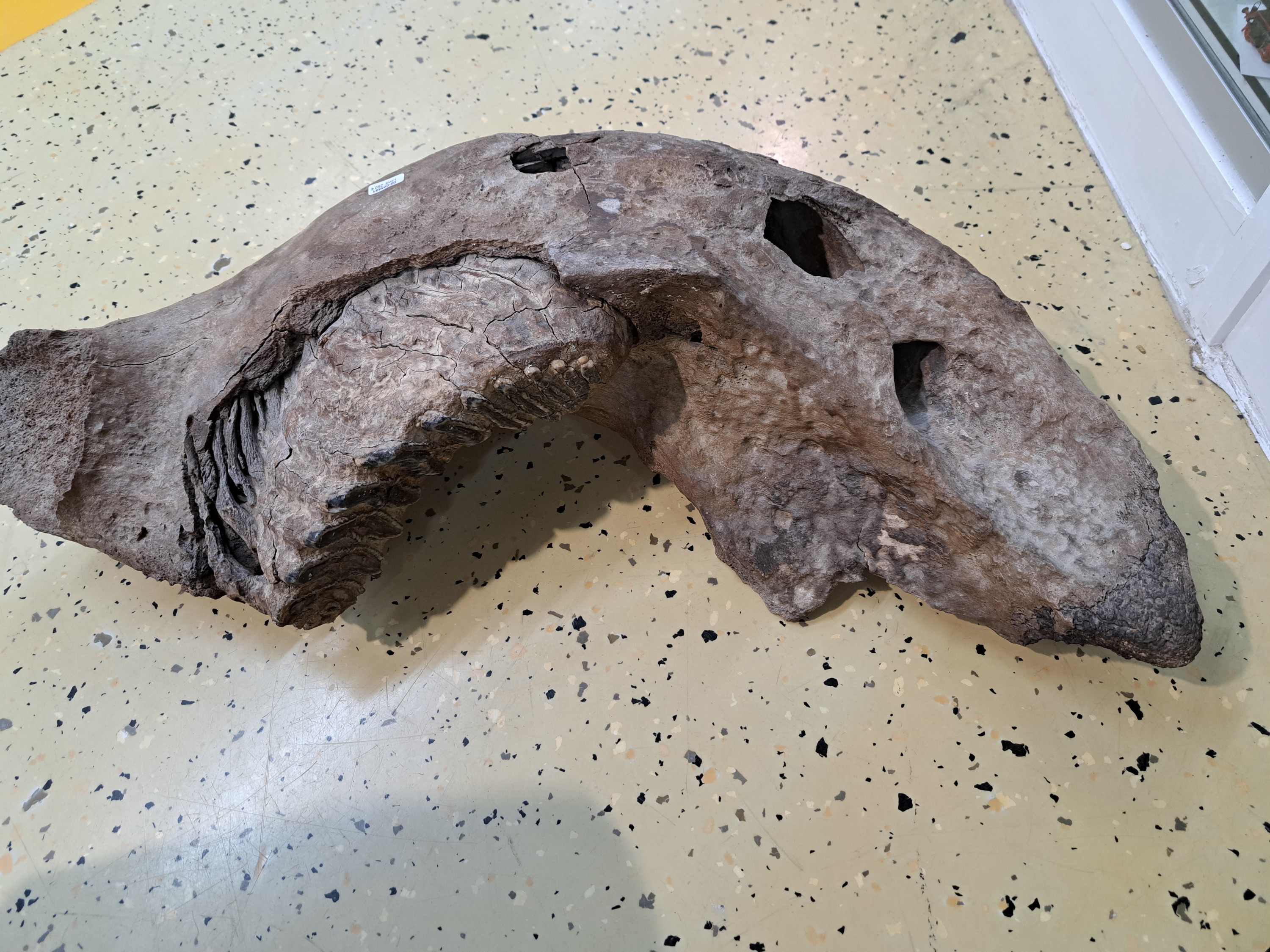 Detail a: Kieferfragment mit Zahn eines Mammut, aus den rheinischen Sanden, ca. 120000 Jahre alt, ca. 73x33x20cm