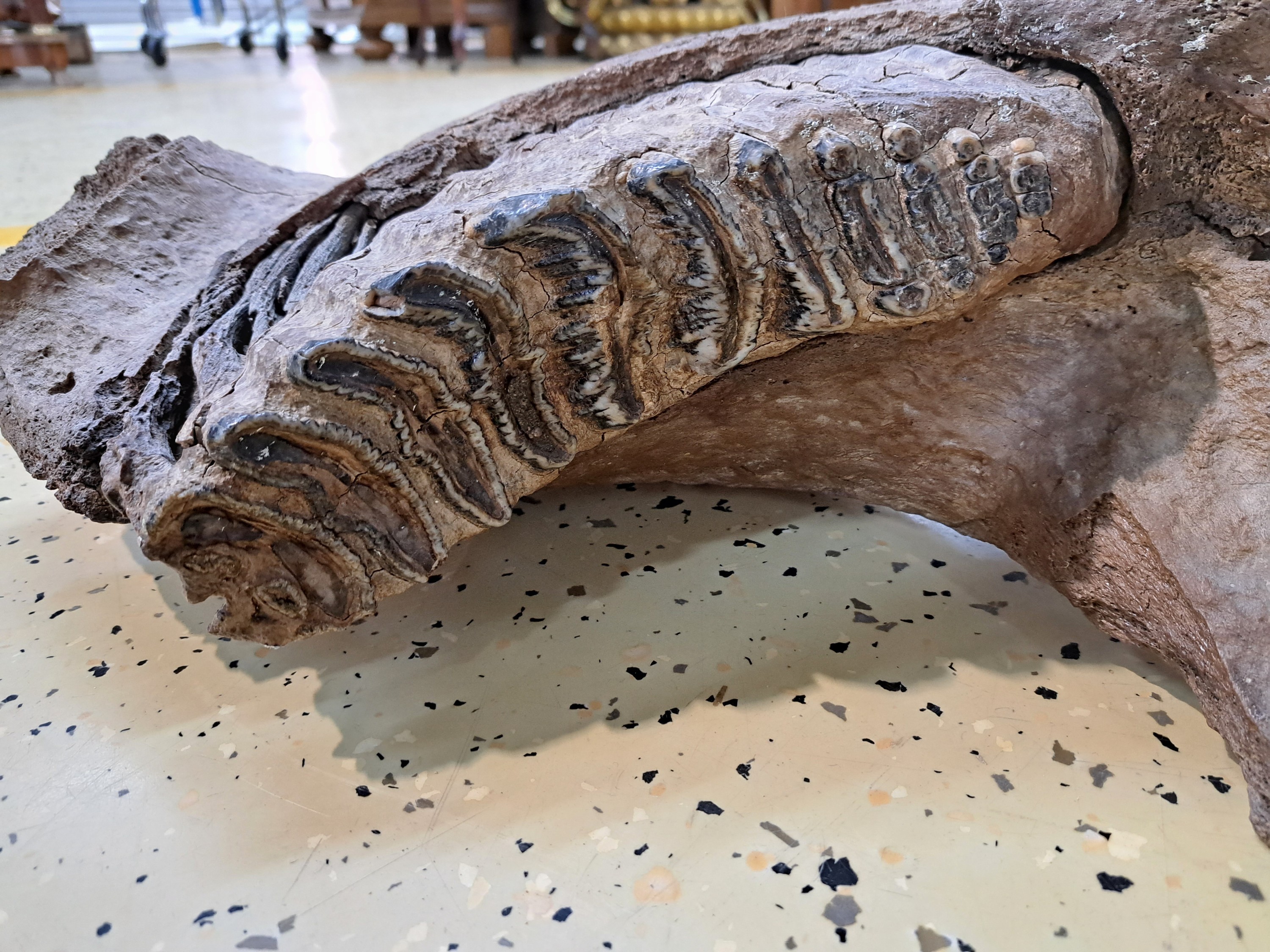 Detail b: Kieferfragment mit Zahn eines Mammut, aus den rheinischen Sanden, ca. 120000 Jahre alt, ca. 73x33x20cm