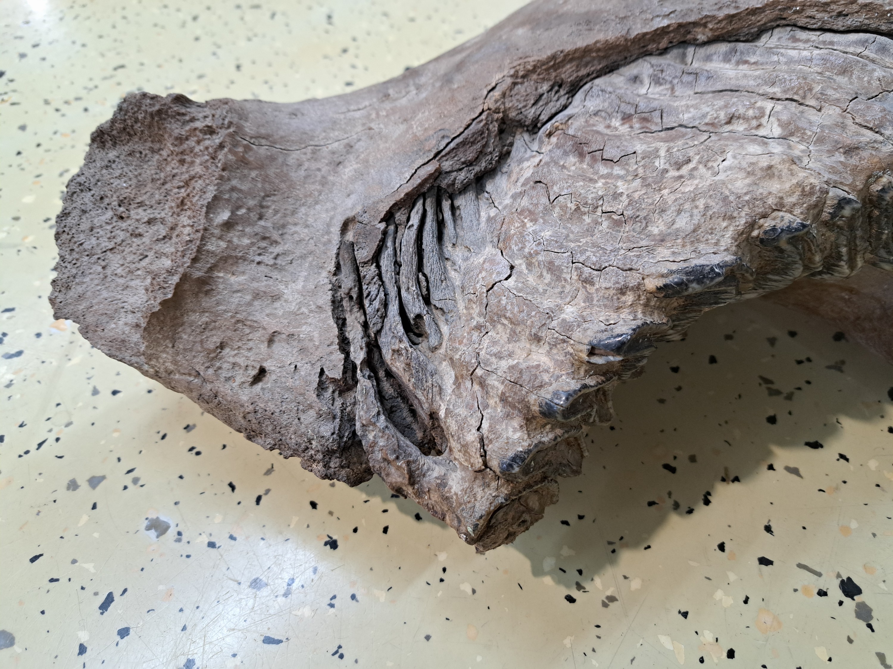 Detail d: Kieferfragment mit Zahn eines Mammut, aus den rheinischen Sanden, ca. 120000 Jahre alt, ca. 73x33x20cm