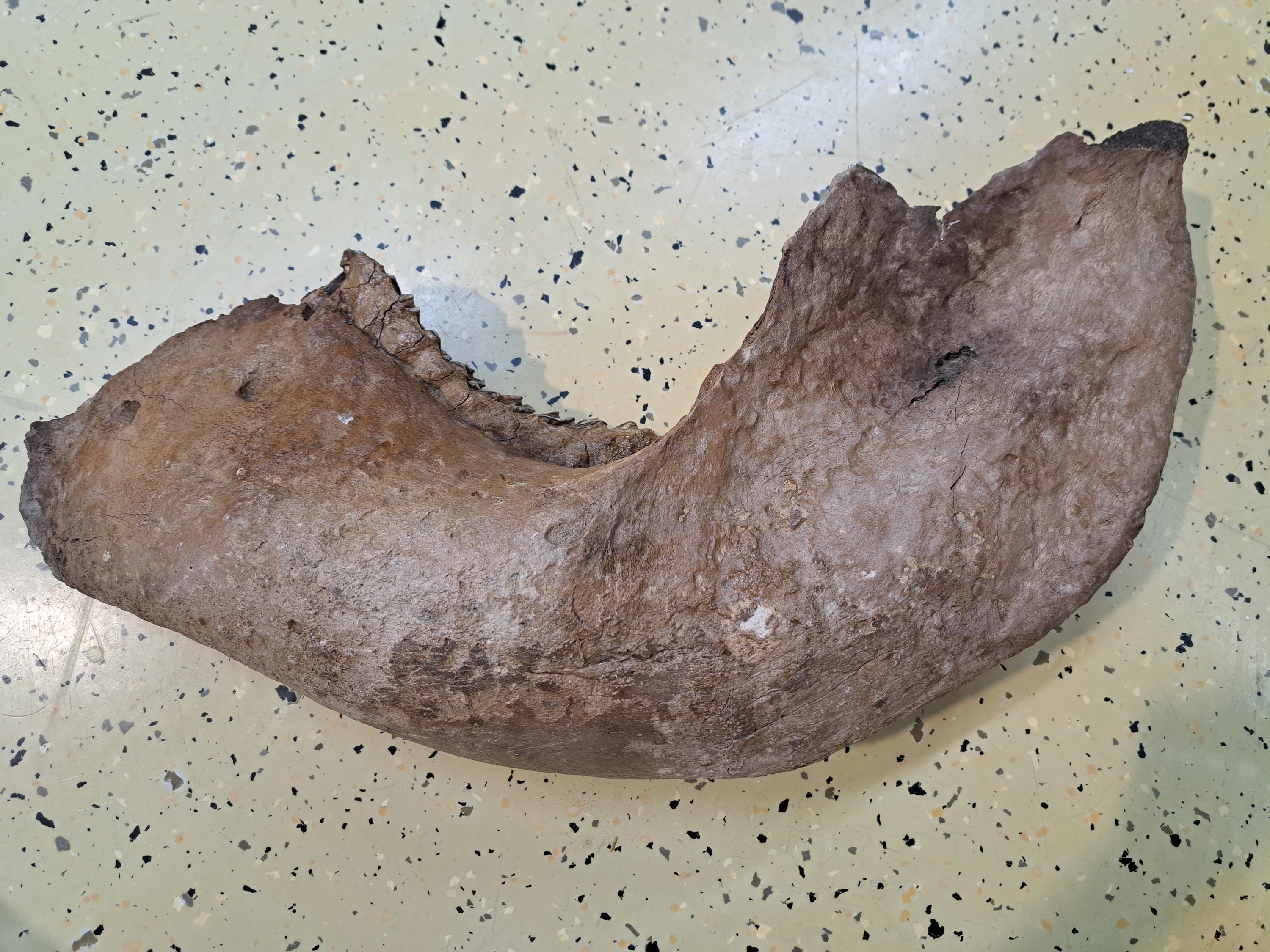 Detail e: Kieferfragment mit Zahn eines Mammut, aus den rheinischen Sanden, ca. 120000 Jahre alt, ca. 73x33x20cm