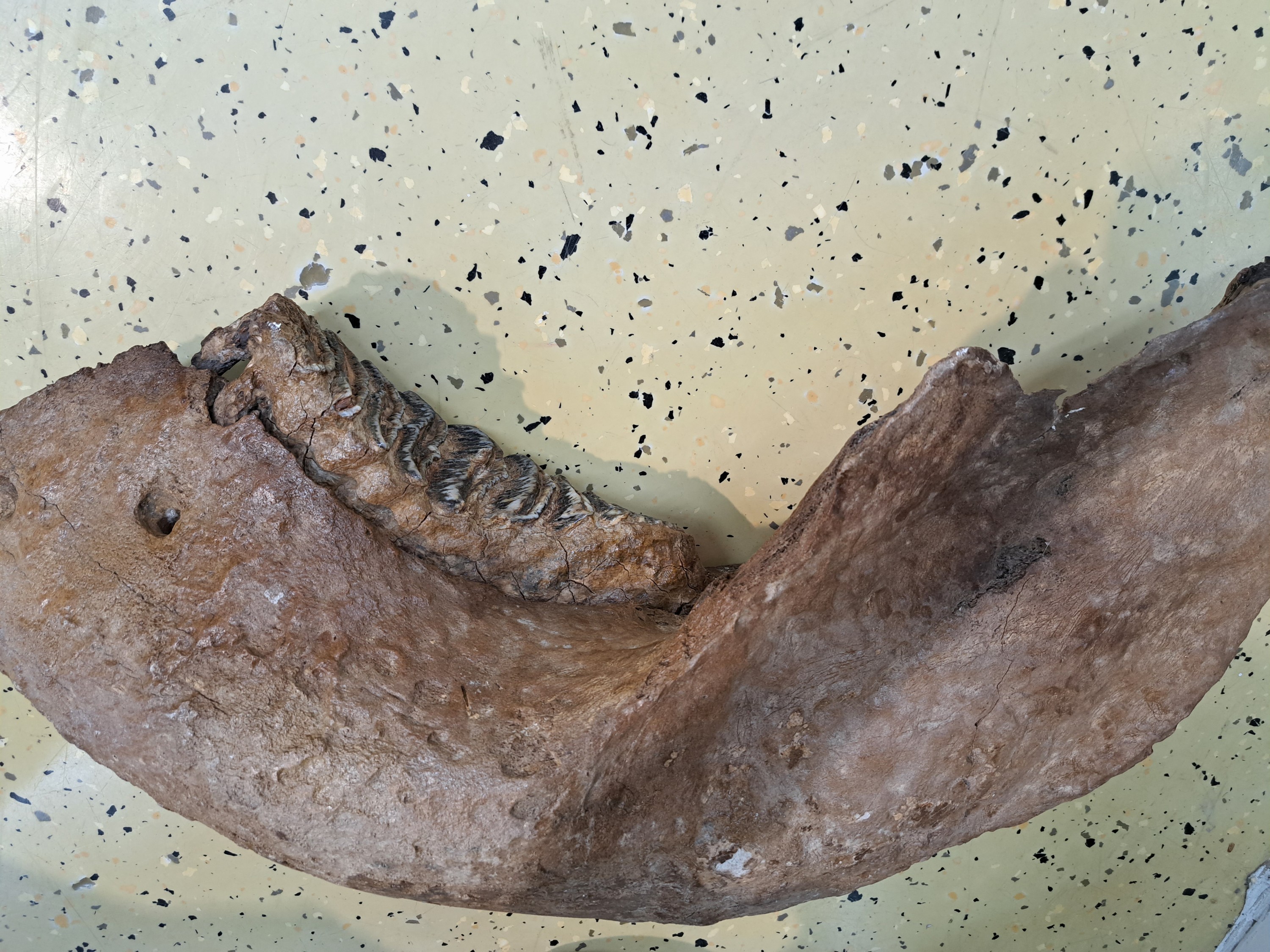 Detail f: Kieferfragment mit Zahn eines Mammut, aus den rheinischen Sanden, ca. 120000 Jahre alt, ca. 73x33x20cm
