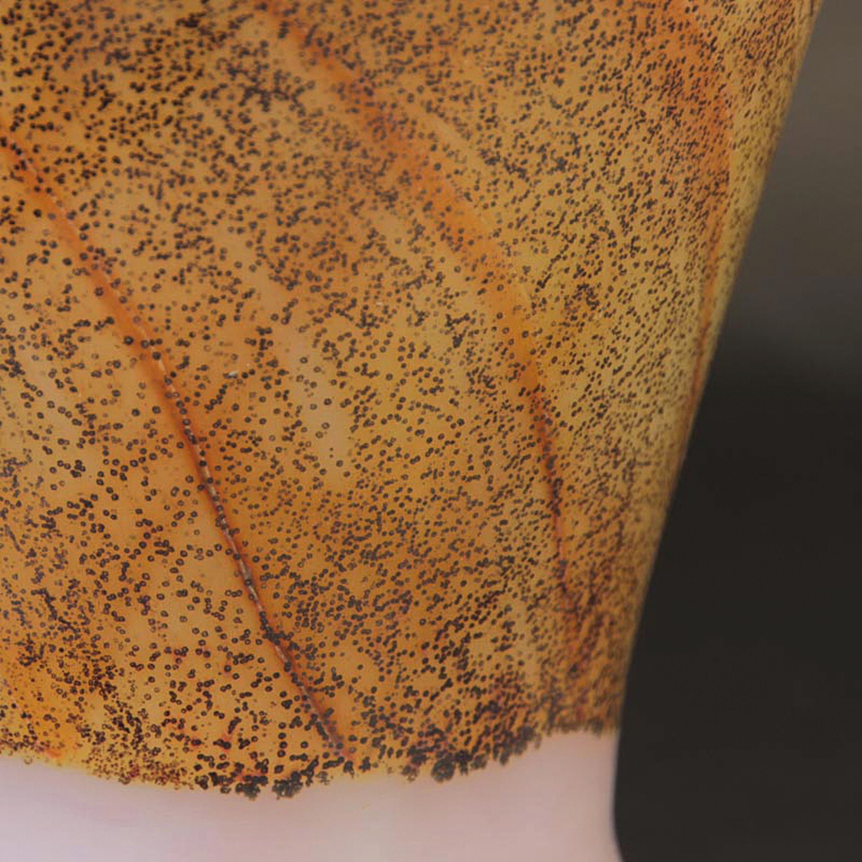 Detail c: Trichtervase, Ermanno Nason für Cenedese, Murano, hellblau getöntes Glas, aufgelegtes goldgelbes Band, lüstriert, H. 17 cm