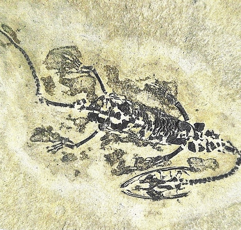 Detail a: Keichusaurus hui, Guanglin, Provinz Guizhou China, Huxia-Formation, Untertrisas, Spathium (-242 Mio. Jahre), perfekt und filigran, Young 1958, ...