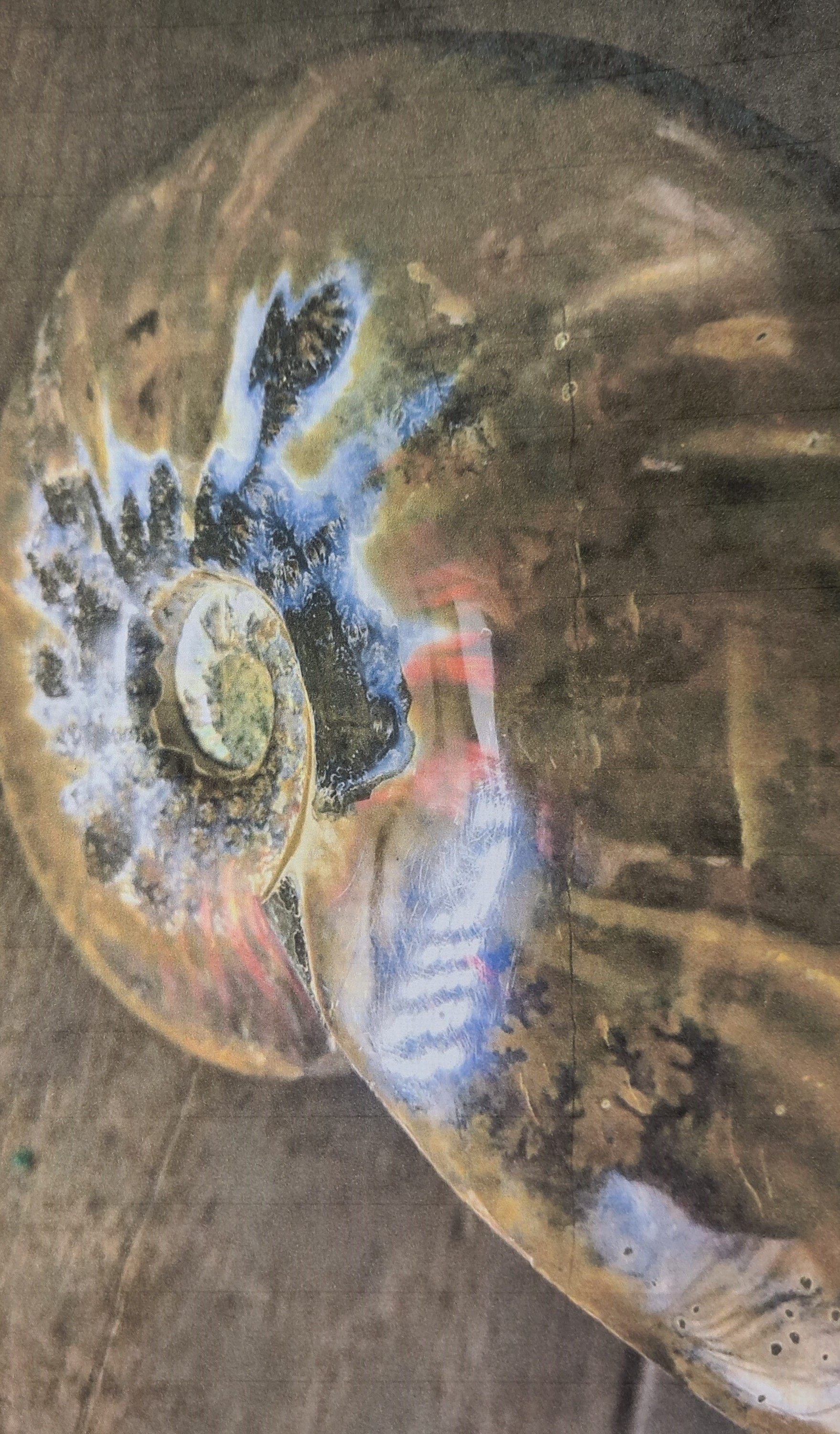 Detail b: Großer u. massiver Ammonit, Madagaskar, ca. 100 Mio. Jahre alt, Cleonicera, ein eingerollter, hochquirliger Hoplitide aus dem Unter- bis basalen ...