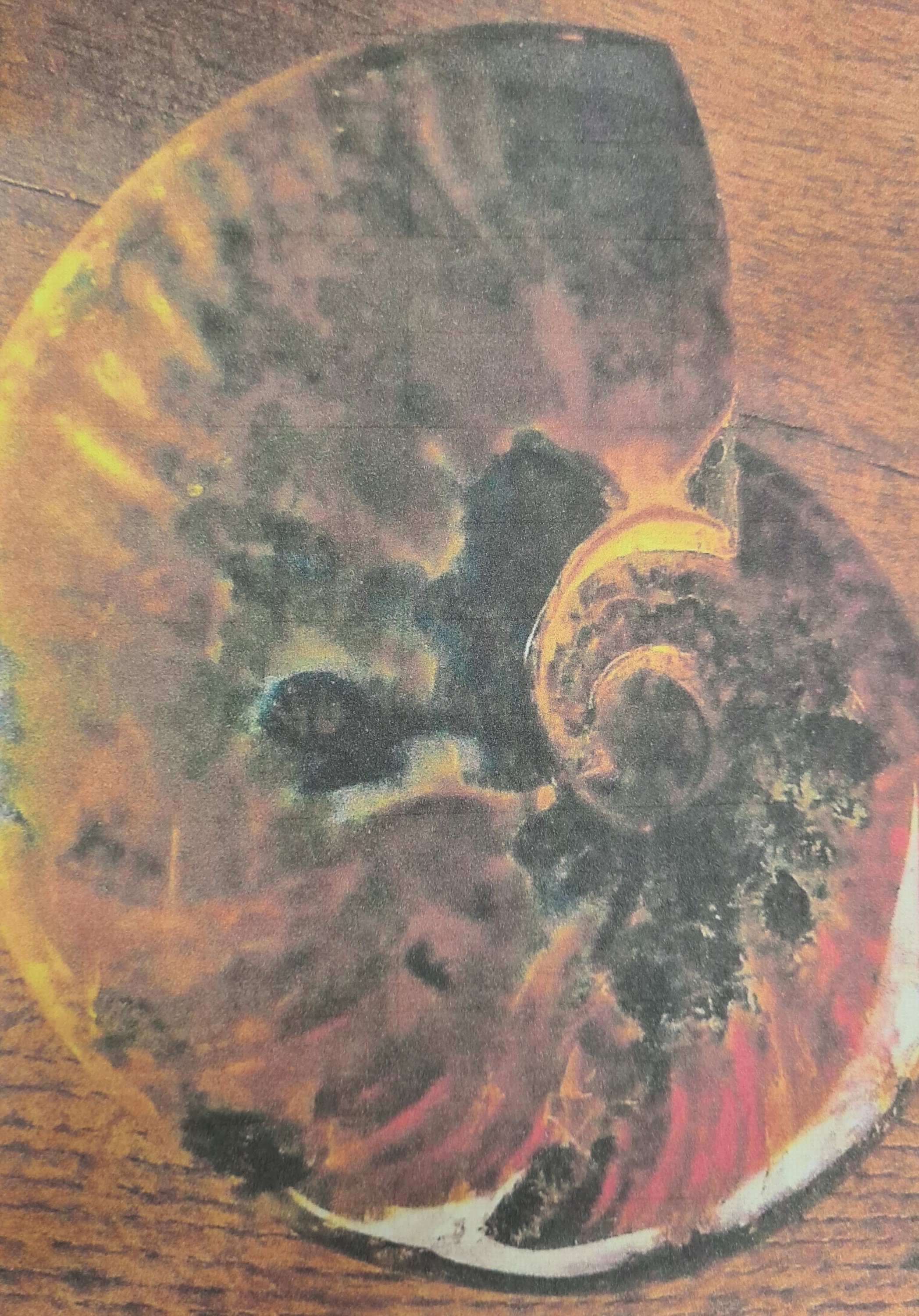 Detail d: Großer u. massiver Ammonit, Madagaskar, ca. 100 Mio. Jahre alt, Cleonicera, ein eingerollter, hochquirliger Hoplitide aus dem Unter- bis basalen ...