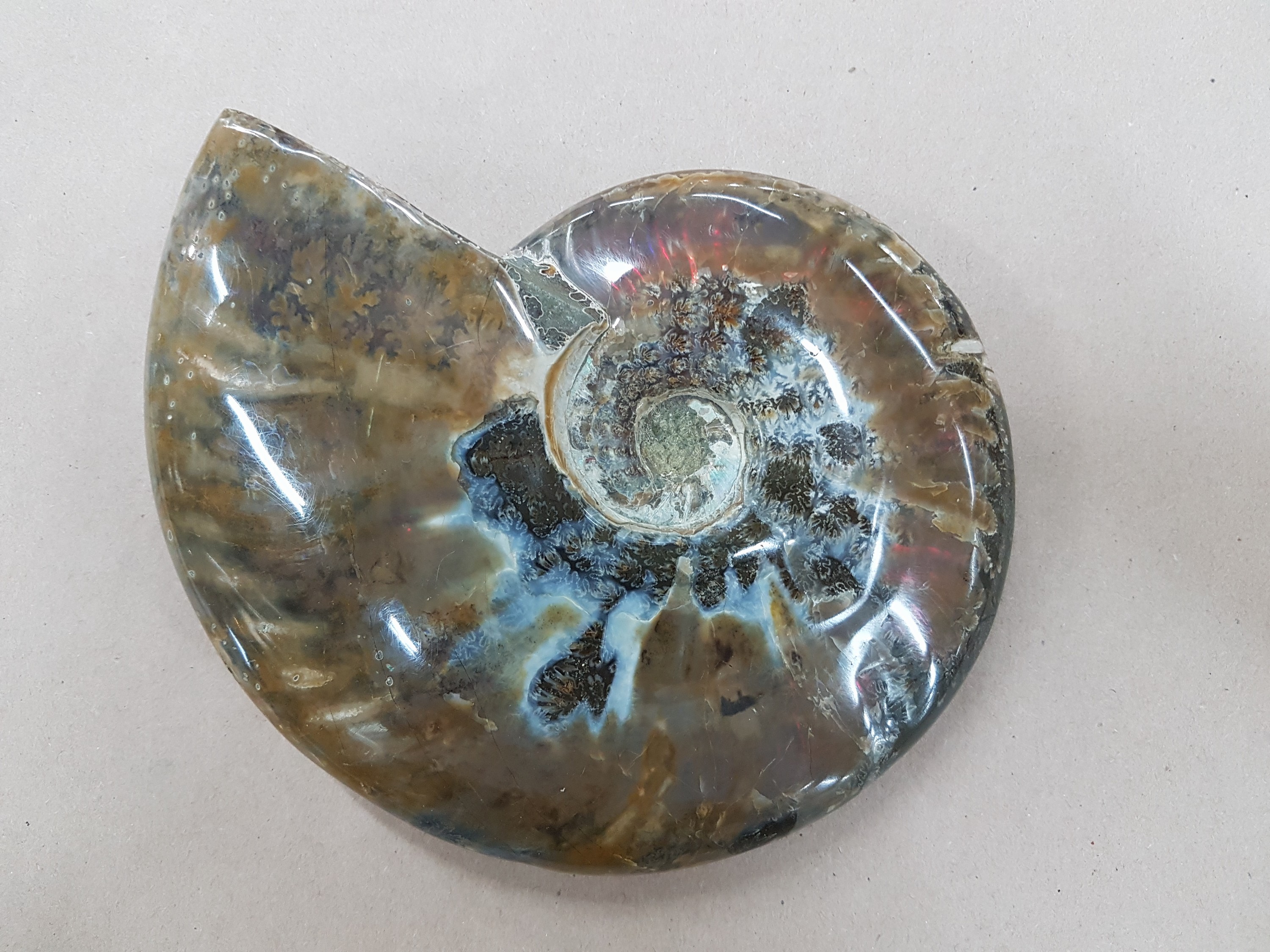 Detail f: Großer u. massiver Ammonit, Madagaskar, ca. 100 Mio. Jahre alt, Cleonicera, ein eingerollter, hochquirliger Hoplitide aus dem Unter- bis basalen ...