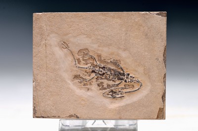 Image 26908565 - Keichusaurus hui, Guanglin, Provinz Guizhou China, Huxia-Formation, Untertrisas, Spathium ...