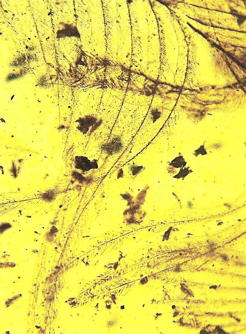 Detail a: Honigfarbener Bernstein mit sehr seltenen Dino-Vogel Federn, Burma, Myanmar, Kreide, 145-66 Mio. Jahre alt, viele filigrane u. feinste Verästelungen ...