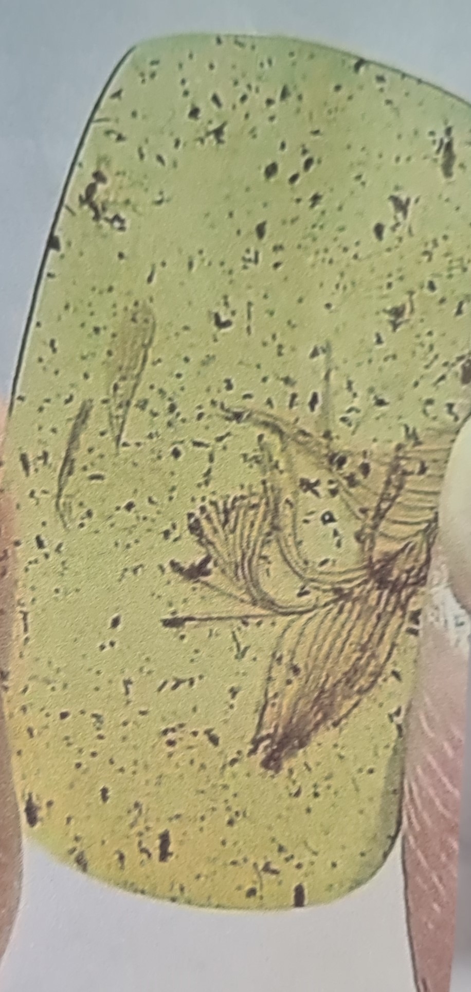 Detail c: Honigfarbener Bernstein mit sehr seltenen Dino-Vogel Federn, Burma, Myanmar, Kreide, 145-66 Mio. Jahre alt, viele filigrane u. feinste Verästelungen ...