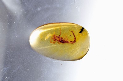 Image 26908605 - Honigfarbener Bernstein-Cabochon mit Skorpion, Burma, 100 Mio. J. alt, sehr gut ...
