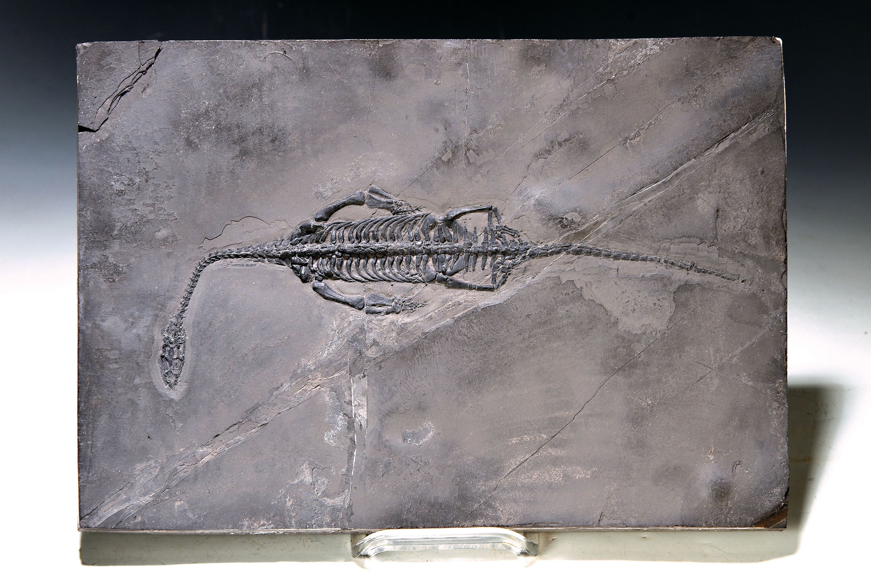 Sehr großer perfekt erhaltener und filigraner Schwimmsaurier Keichousaurus Hui, Young 1958 (diapsides Reptil), Guanglin, Provinz Guizhou, China, ...
