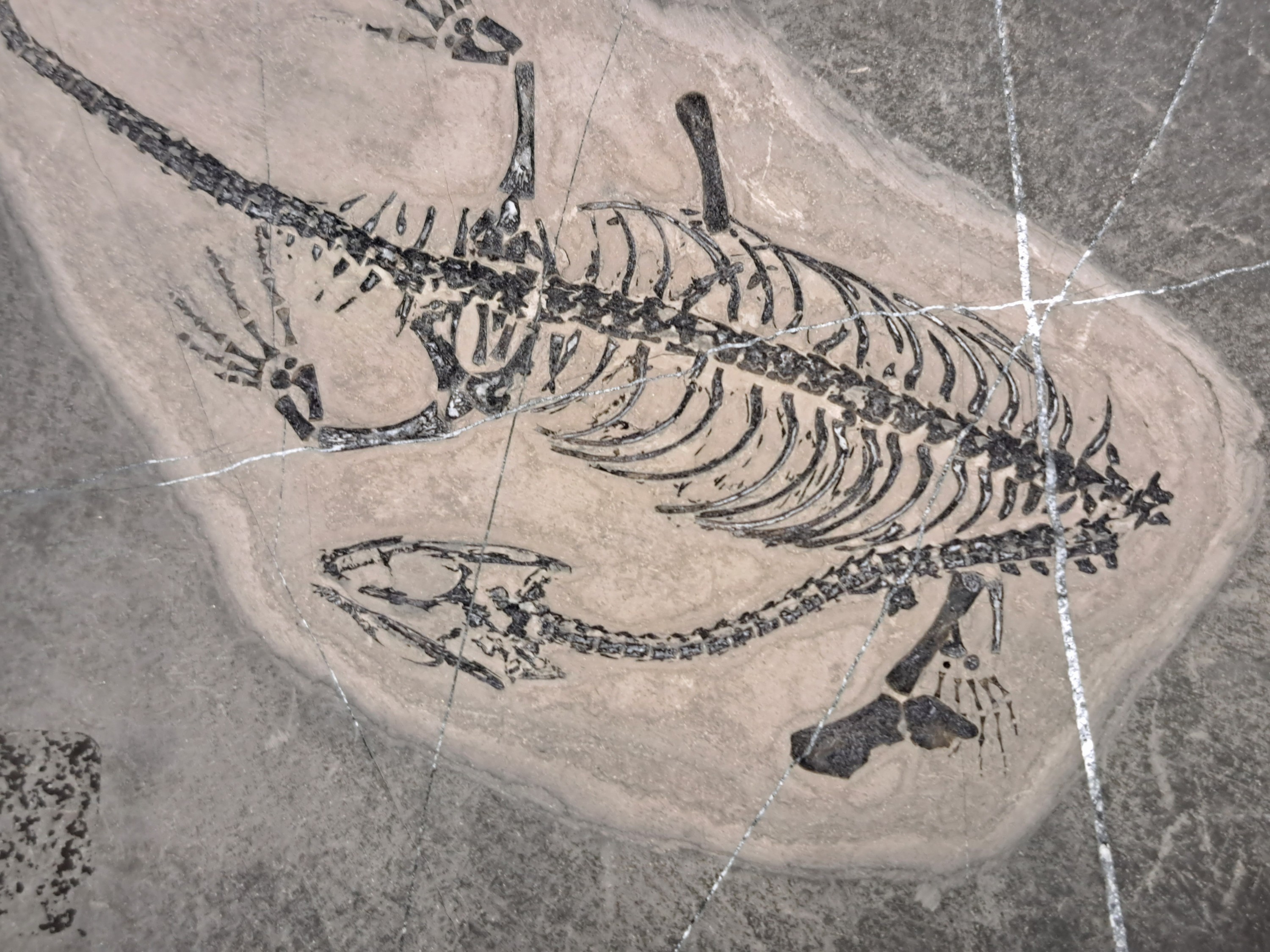 Detail b: Subadultes Keichousaurus-Fossil Hui, die Knochen dieses Fossils sind klar u. alle Details der spitzen Zähne (Reusengebiss), L.ca. 19 cm (ohne ...