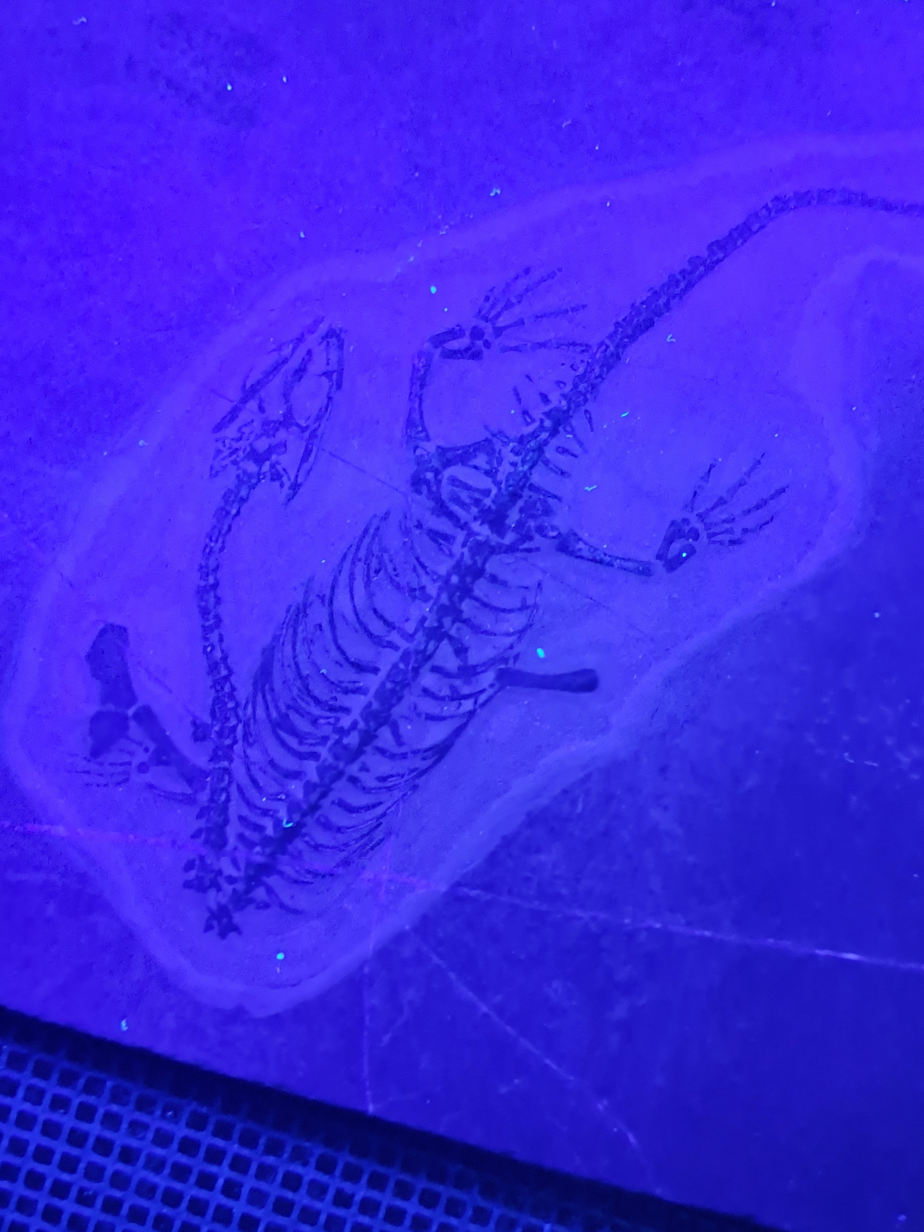 Detail f: Subadultes Keichousaurus-Fossil Hui, die Knochen dieses Fossils sind klar u. alle Details der spitzen Zähne (Reusengebiss), L.ca. 19 cm (ohne ...