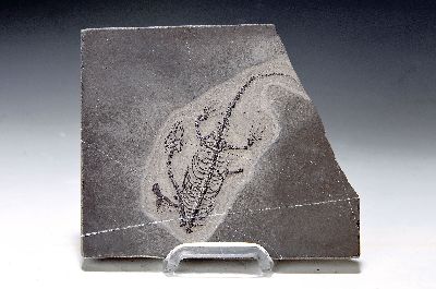 Image 26926518 - Subadultes Keichousaurus-Fossil Hui, die Knochen dieses Fossils sind klar u. alle ...