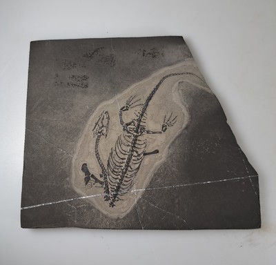 26926518a - Subadultes Keichousaurus-Fossil Hui, die Knochen dieses Fossils sind klar u. alle ...