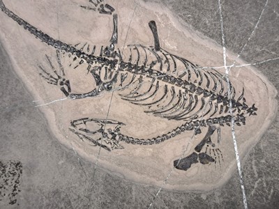 26926518b - Subadultes Keichousaurus-Fossil Hui, die Knochen dieses Fossils sind klar u. alle ...