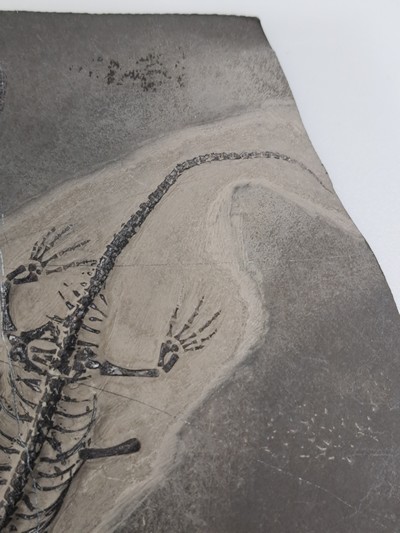 26926518c - Subadultes Keichousaurus-Fossil Hui, die Knochen dieses Fossils sind klar u. alle ...