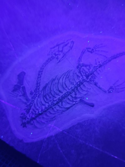 26926518d - Subadultes Keichousaurus-Fossil Hui, die Knochen dieses Fossils sind klar u. alle ...