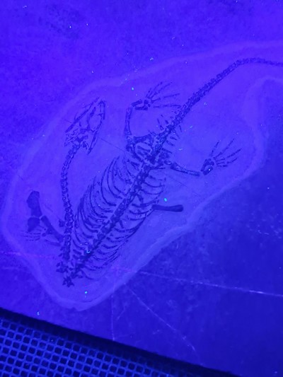 26926518f - Subadultes Keichousaurus-Fossil Hui, die Knochen dieses Fossils sind klar u. alle ...