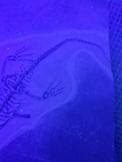 26926518h - Subadultes Keichousaurus-Fossil Hui, die Knochen dieses Fossils sind klar u. alle ...