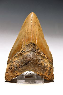Image 26926530 - Prächtiger u. großer Haifischzahn "Carcharodon megalodon", ...