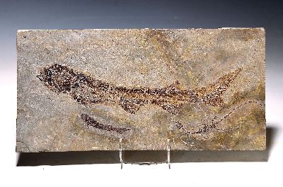 Image 26926677 - Chinesischer Stör (Hyphalosaurus, Chinese Sturgeon), Mutter und Jungtier ...