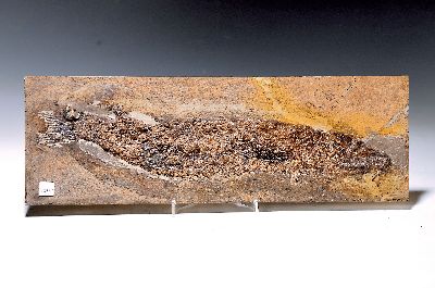 Image 26926680 - Seltener und großer fossiler Schlammfisch "Cyclurus kehreri" aus der ...