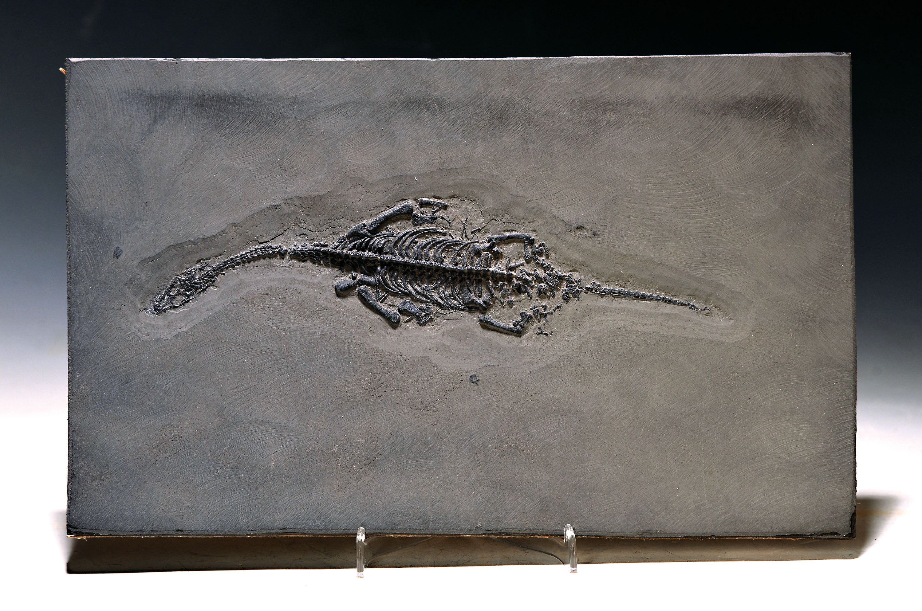 Keichosarus Hui, 21 cm, Platte 23,5 x 17,5 cm Guanglin, Provinz Guizhou China, Huxia- Formation, Untertrisas, Spathium (-242 Mio. Jahre), perfekt und ...