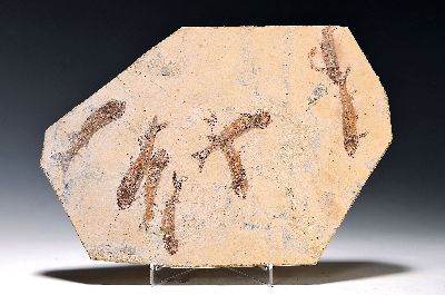 Image 26930693 - 9 Lycoptera Fische auf einer Platte 30 x 24 cm, Yixian Formation, Huangbangi Tal, ...