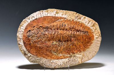Image 26930694 - Großer Trilobite Atlas Mountains Cambropallas Telesto 10,5 inch, Middle Cambium, ...