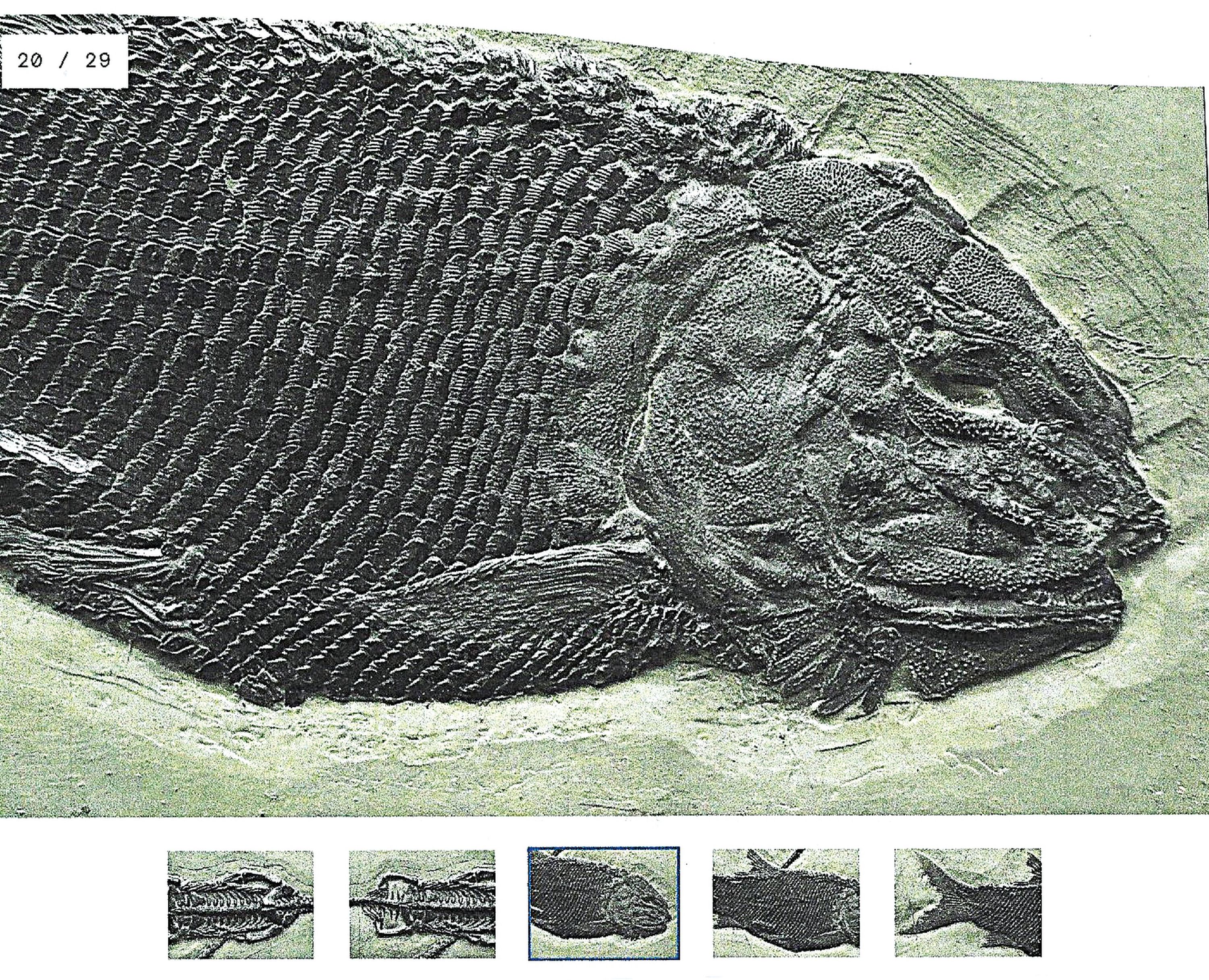 Detail a: Keichousaurs-Hui (Nothosaurus) drei Exemplare mit Asialepidotus in einer Platte, Guizhou- Province, China, 240 Mio. J. alt, zwei perfekt erhaltene ...