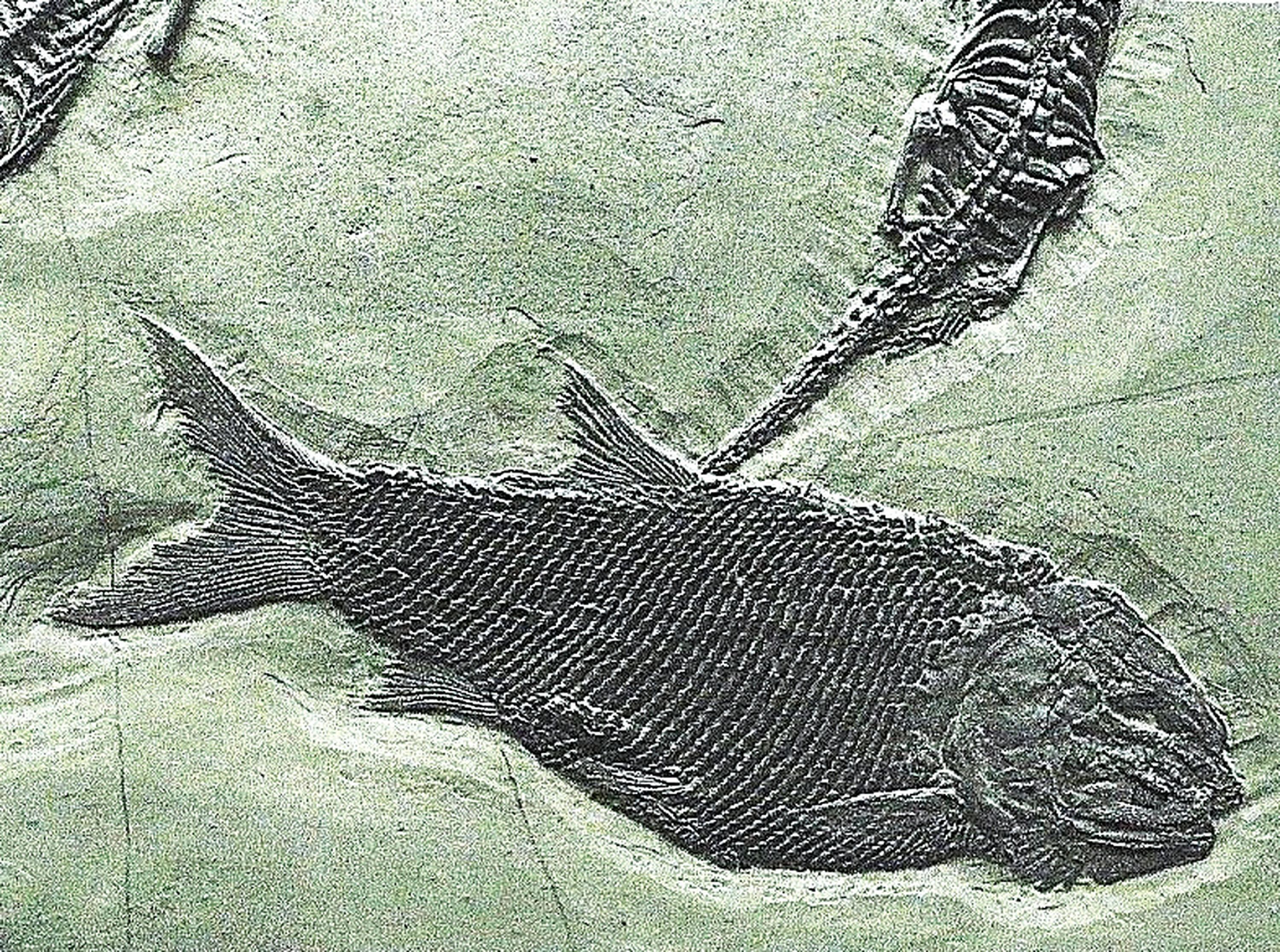 Detail b: Keichousaurs-Hui (Nothosaurus) drei Exemplare mit Asialepidotus in einer Platte, Guizhou- Province, China, 240 Mio. J. alt, zwei perfekt erhaltene ...